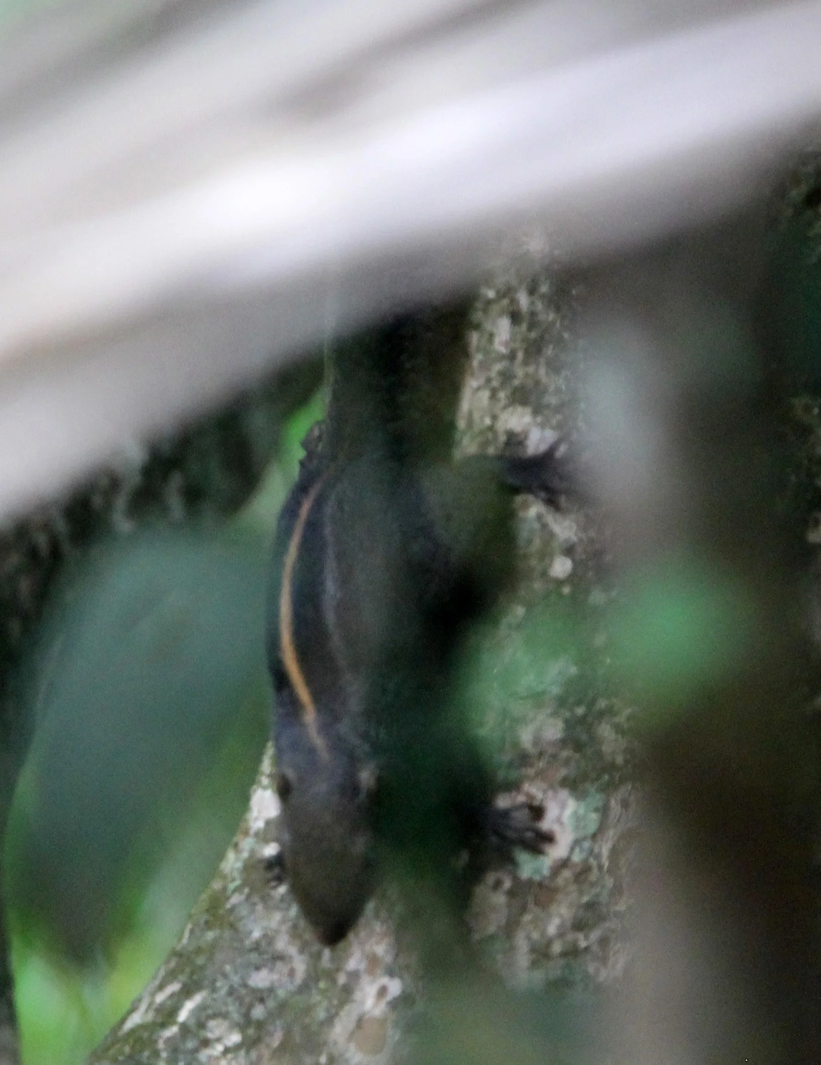 Funambulus layardi - LAYARD'S (SRI LANKA FLAMEBACK) PALM SQUIRREL - SINGHARAJA NATIONAL PARK, SRI LANKA - PHOTO BY SOM SMITH (3).JPG