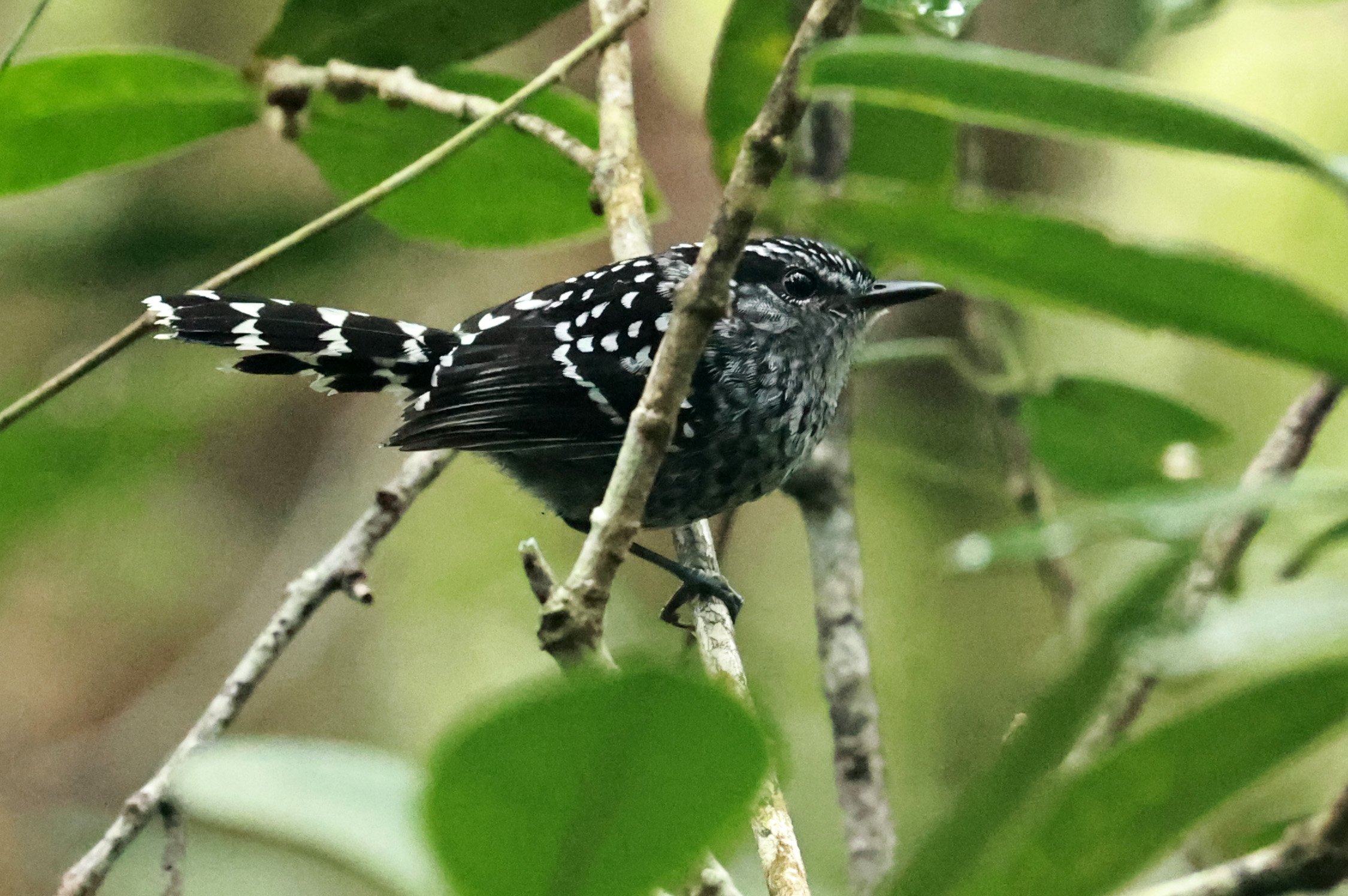 Scaled Antbird (Drymophila squamata) Superagui National Park, Brazil (4).jpg