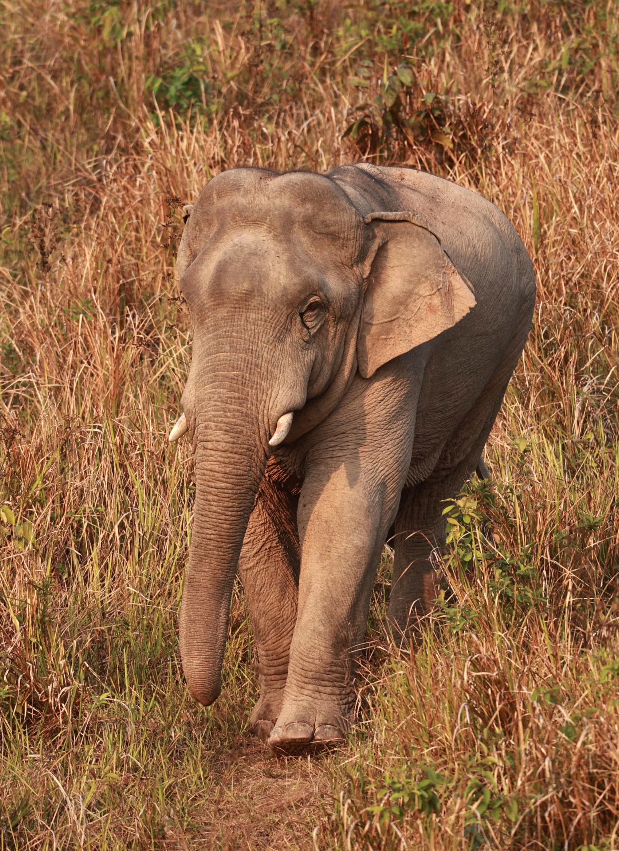 Asian Elephant (Elephas maximus) Khao Yai National Park, Thailand (36).jpg