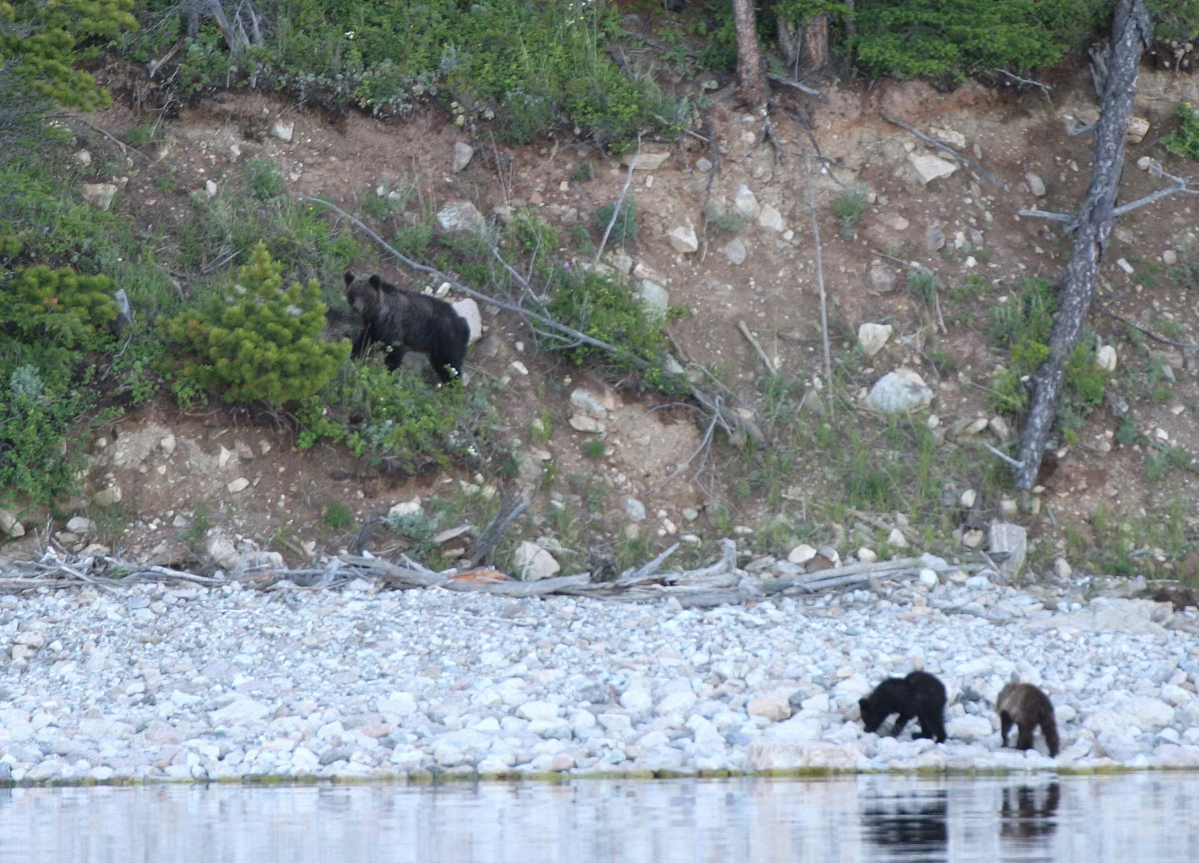 Ursus arctos collaris - EAST SIBERIAN BROWN BEAR - MOM WITH CUBS IN SHORES OF THE BROWNBEARS - LAKE BAIKAL (25).jpg