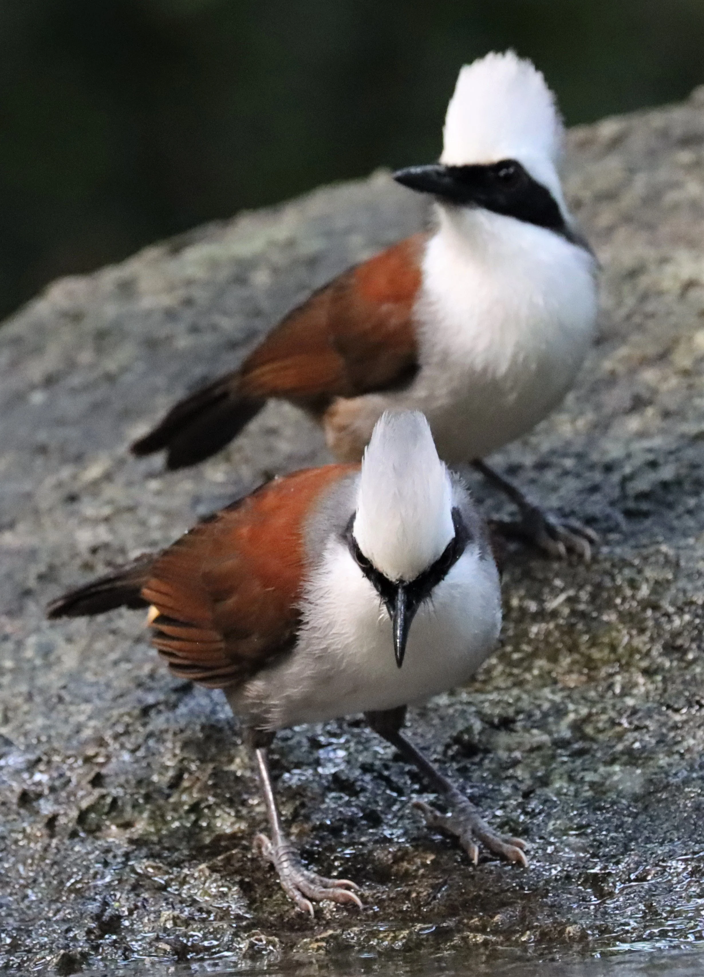 LAUGHINGTHRUSH - WHITE-CRESTED LAUGHINGTHRUSH - Garrulax leucolophus - WAT THAM PRATHUN CHONBURI (33).jpg