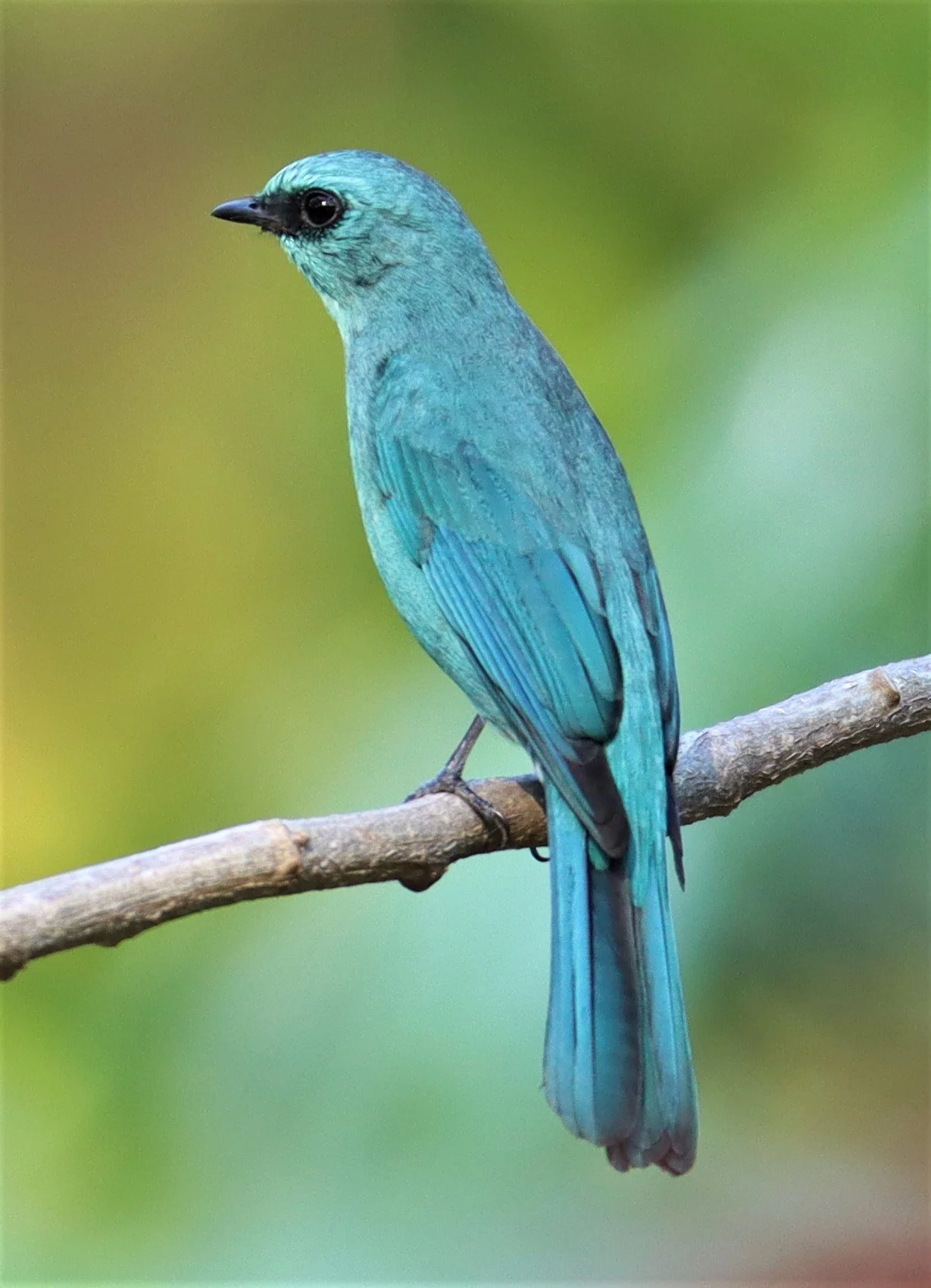 FLYCATCHER - VERDITER FLYCATCHER - Eumyias thalassina - RAMA 9 PARK BANGKOK (8).jpg