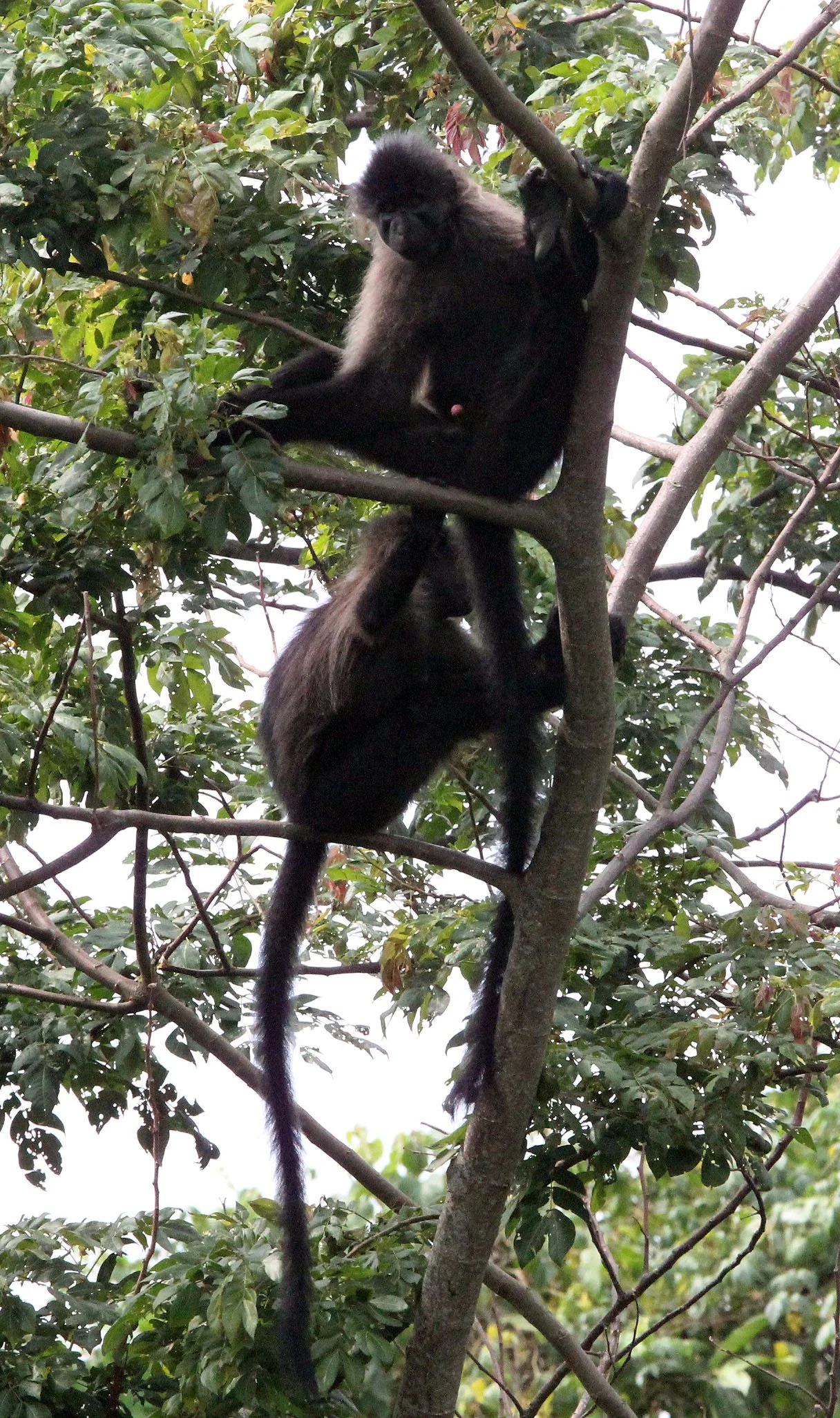 CERCOPITHECIDAE - Lophocebus ugandae - UGANDAN CRESTED MANGABEY - KIBALE NATIONAL PARK UGANDA (93).JPG