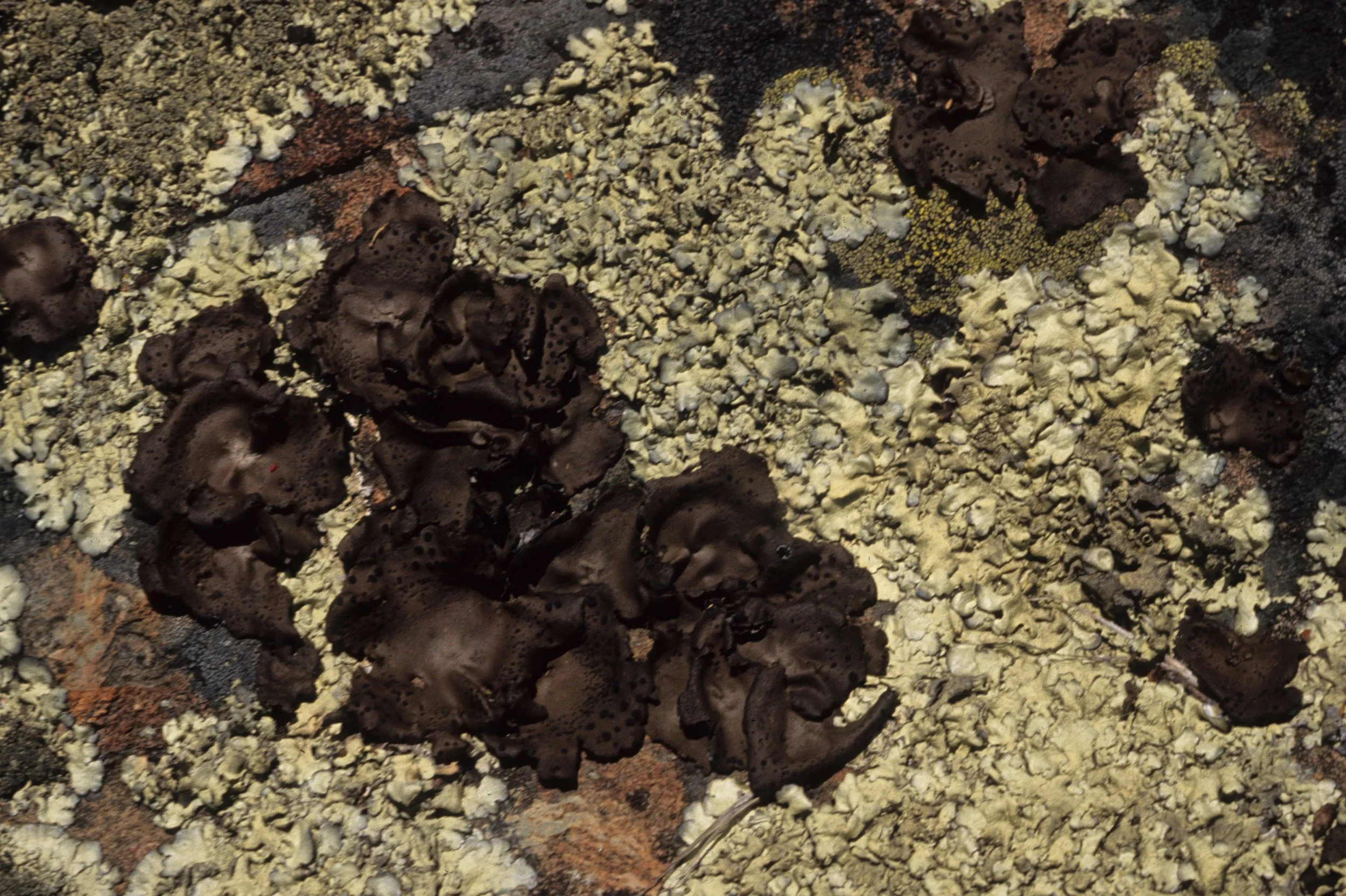 AMERICAN RIVER - LICHEN - FOLIOSE A.jpg