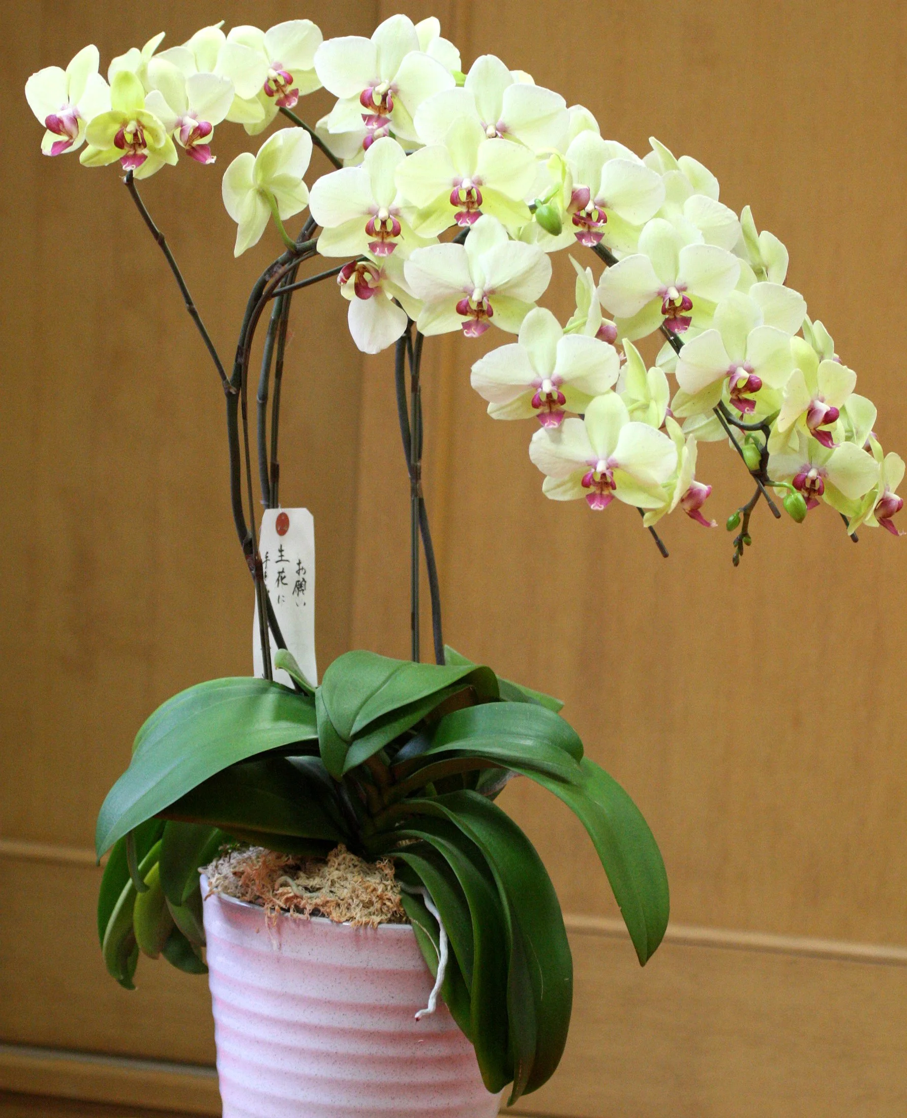 MIYAJIMA - MAY 2009 - SCENES AND LANDSCAPES (20).JPG