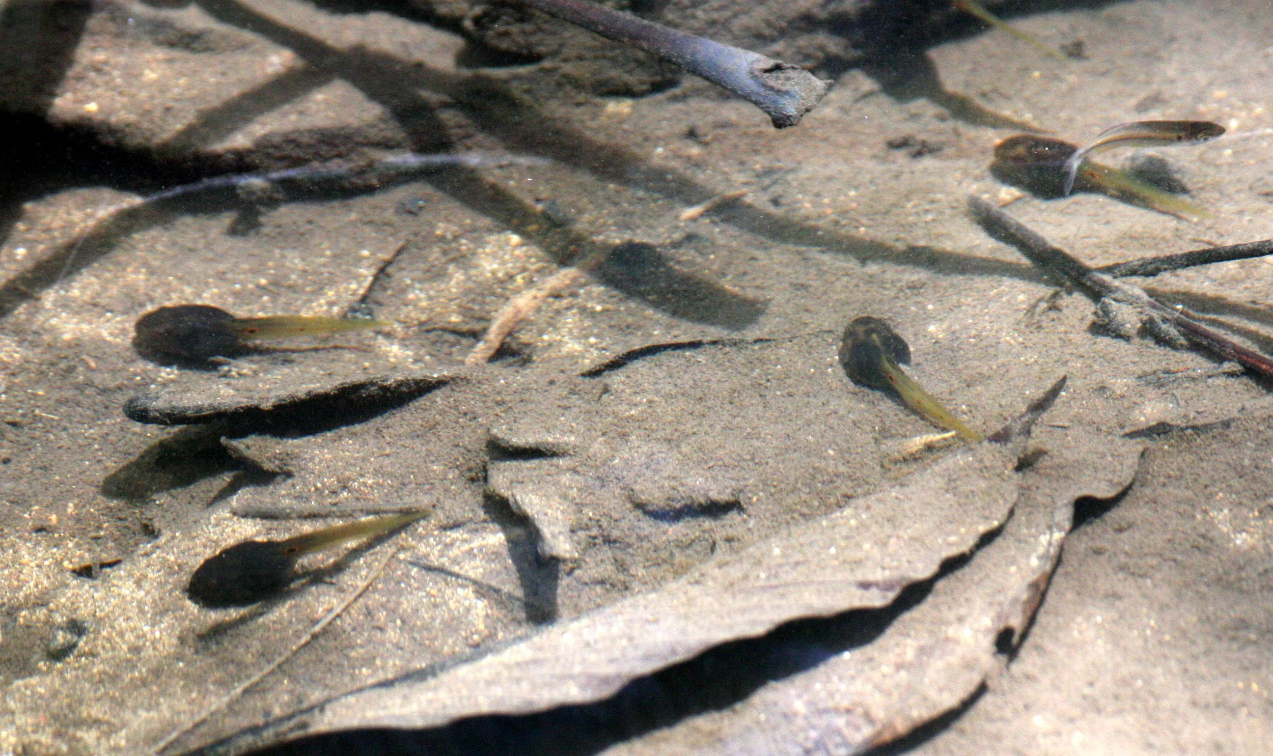 AMPHIBIAN - FROG - TADPOLES - KAENG KRACHAN NP THAILAND (2).JPG