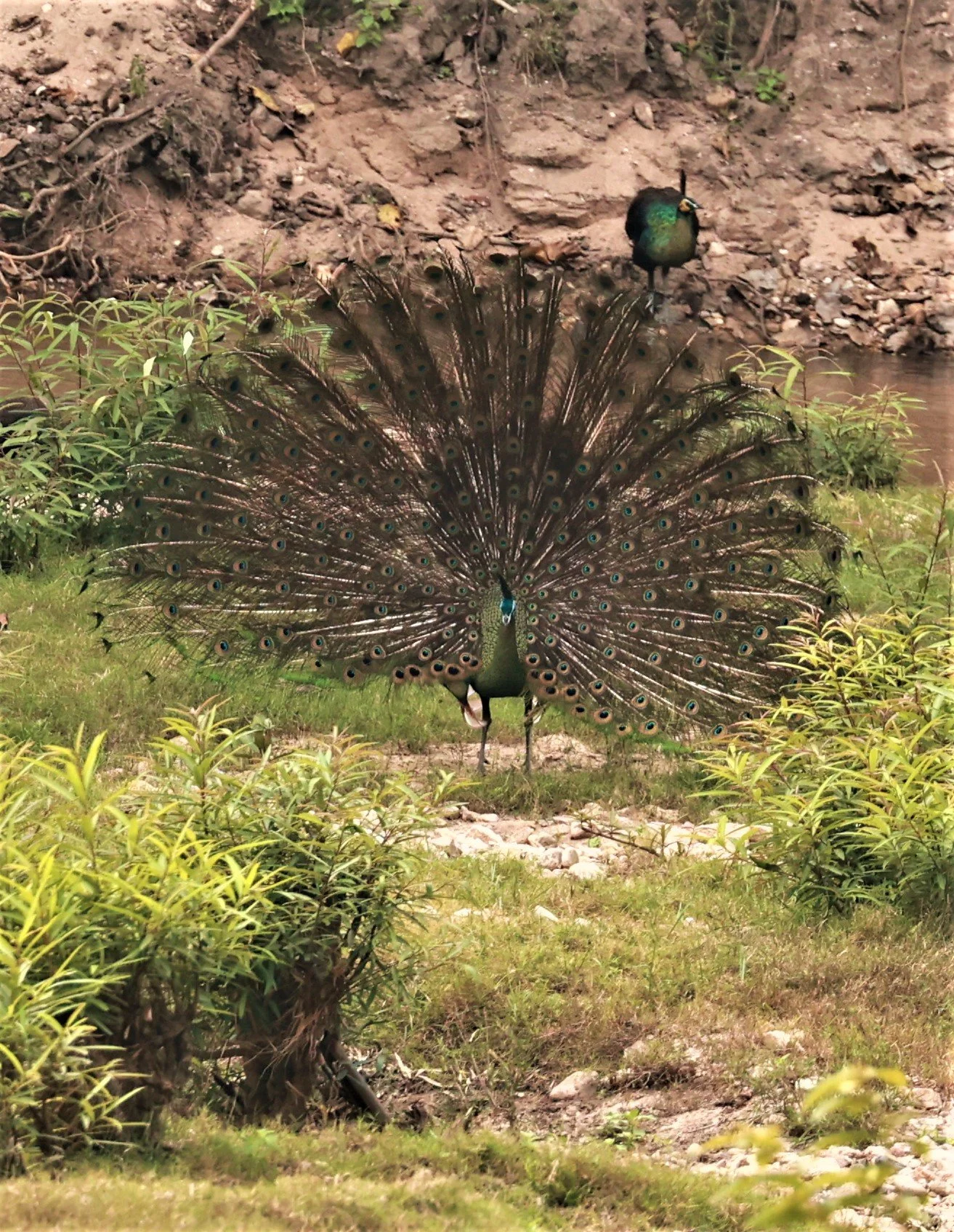 Green Peafowl (Pavo muticus) Khao  Bandai HKK