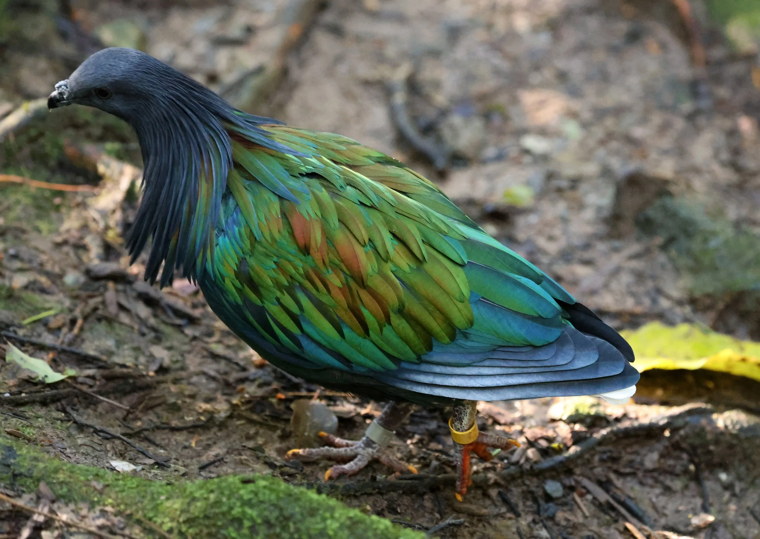 Nicobar Pigeon (Caloenas nicobarica) Lone Pine Wildlife Sanctuary Brisbane - Queensland