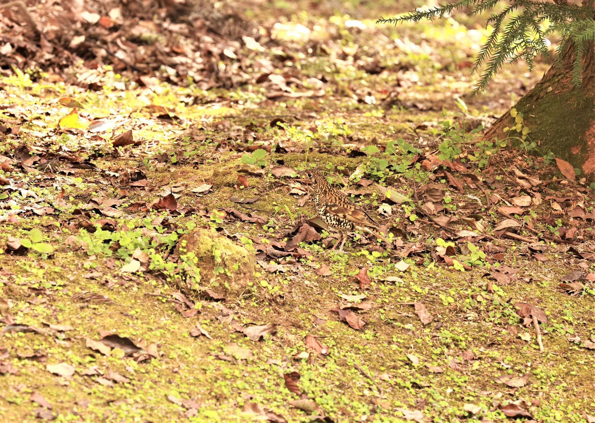 Scaly Thrush (Zoothera dauma) Doi Ang Kang Chiang Mai (14).jpg