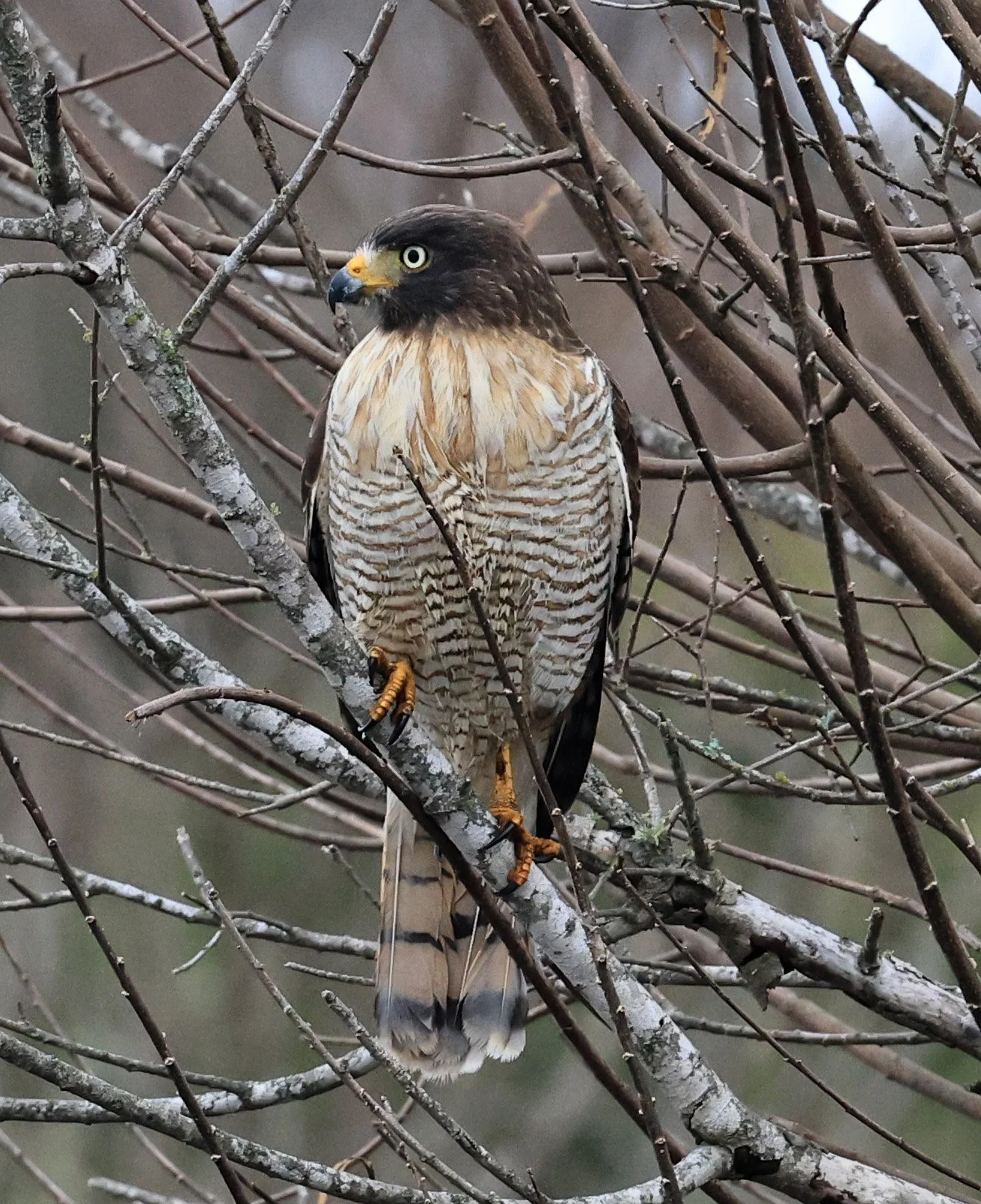 Roadside Hawk (Rupornis magnirostris) El Palmar National Park, Entre Rios, Argentina (20).jpg