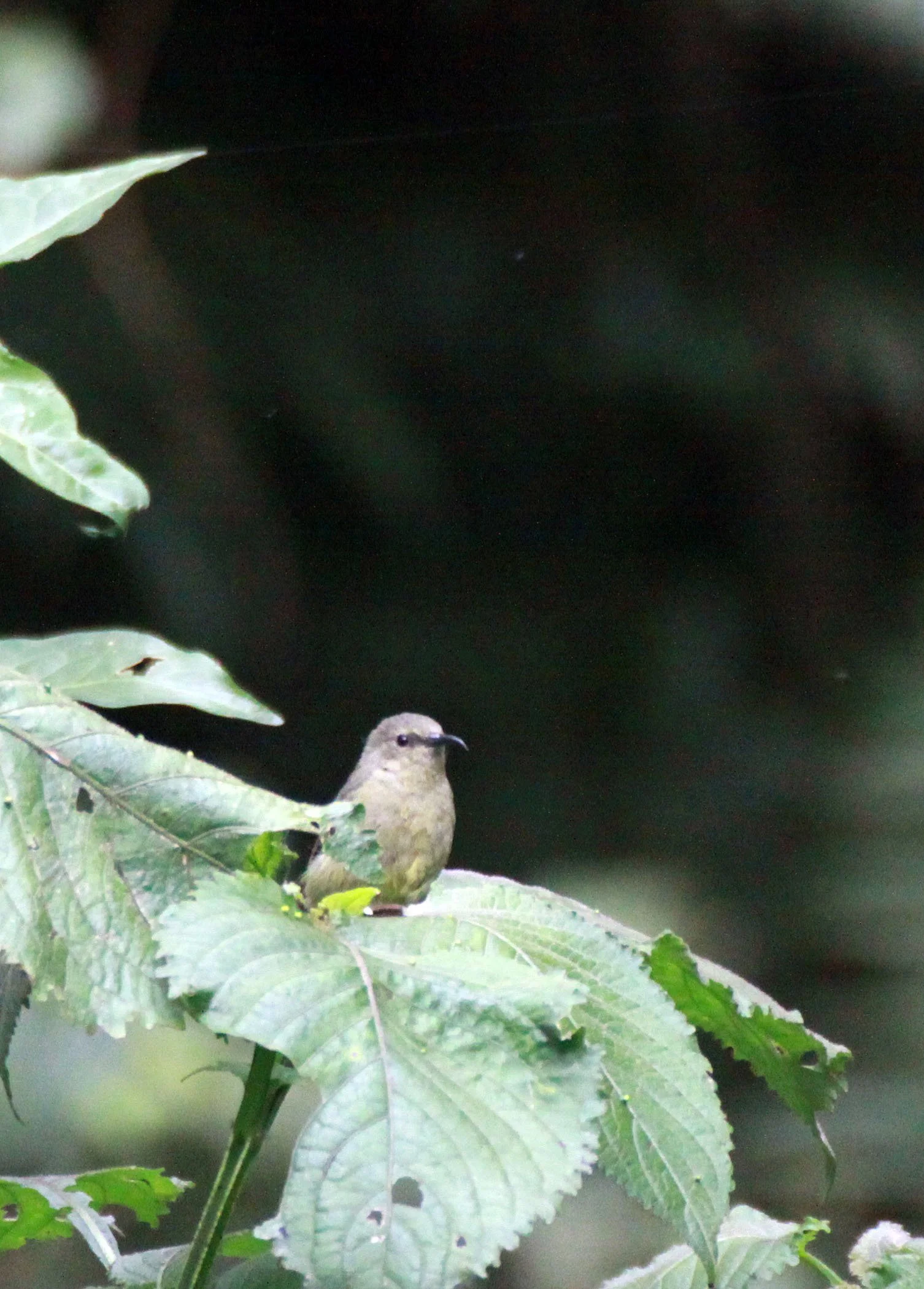 BIRD - SUNBIRD - REGAL SUNBIRD - NYUNGWE NATIONAL PARK  -RWANDA (166).JPG