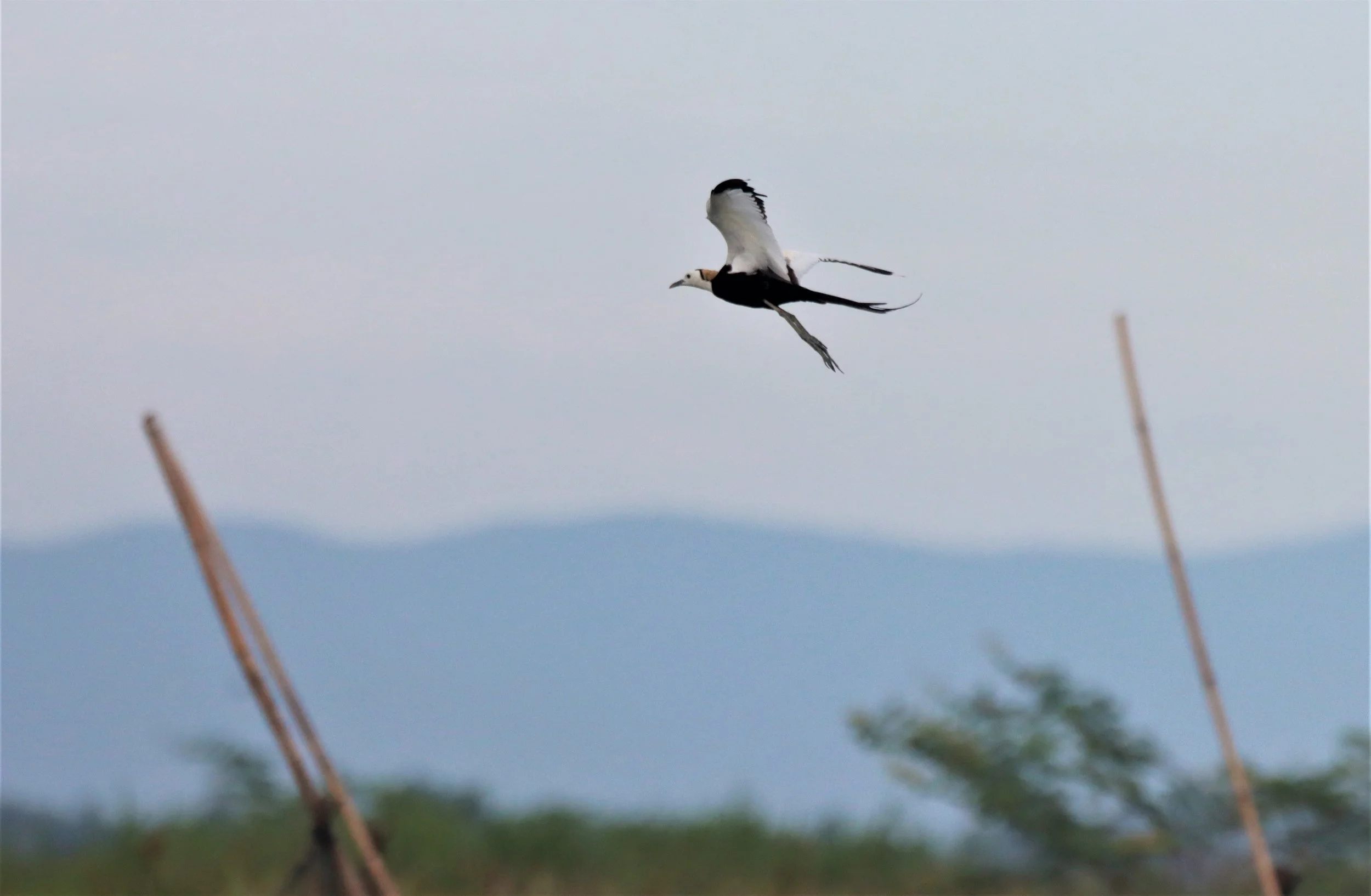 JACANA - PHEASANT-TAILED JACANA - Hydrophasianus chirurgus - BUENG BORAPHET NAKHON SAWAN AUGUST 2021 (1).jpg