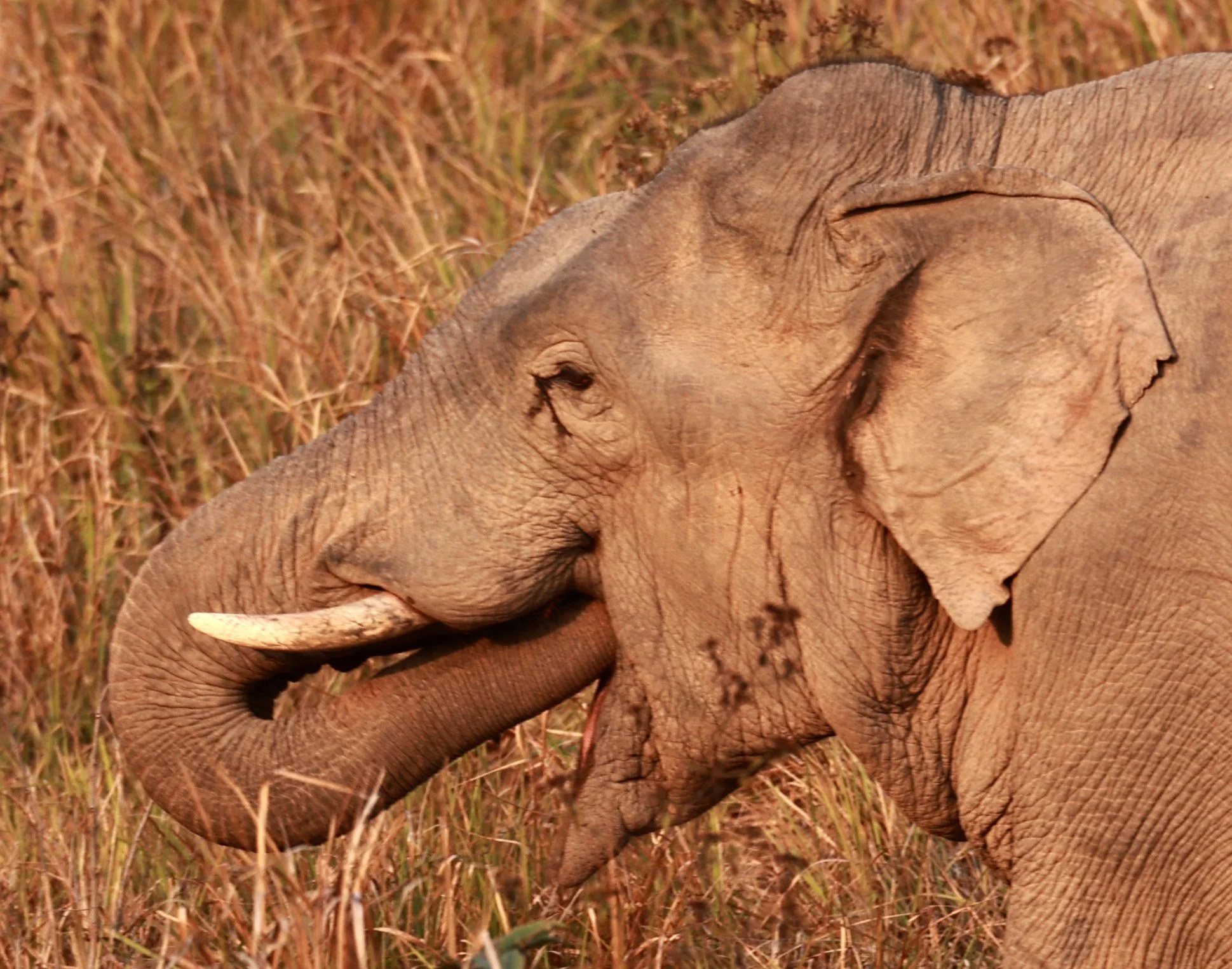 Asian Elephant (Elephas maximus) Khao Yai National Park, Thailand (76).jpg