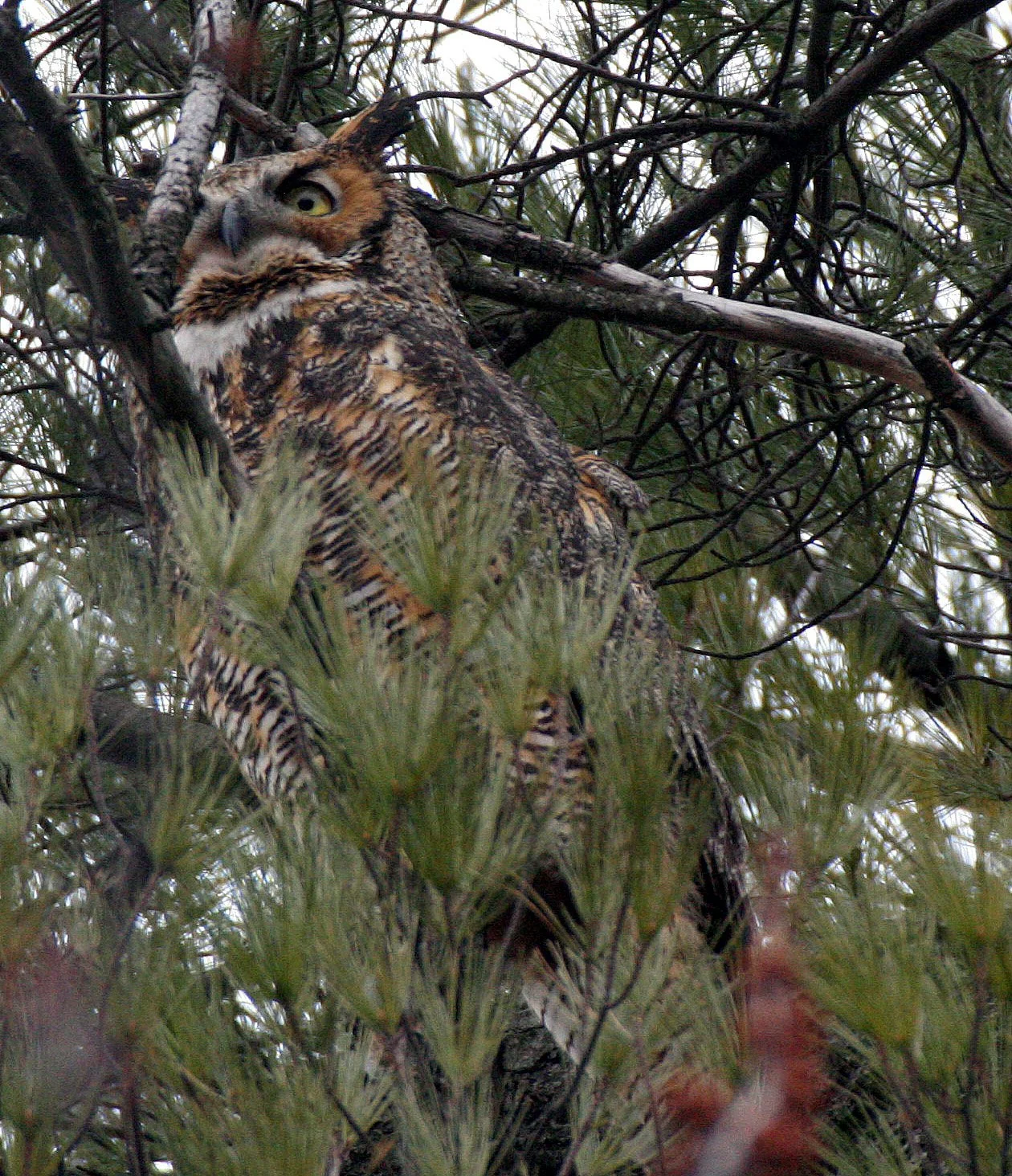 Bubo virginianus - GREAT-HORNED OWL - GENEVA COURTHOUSE ILLINOIS (56).JPG