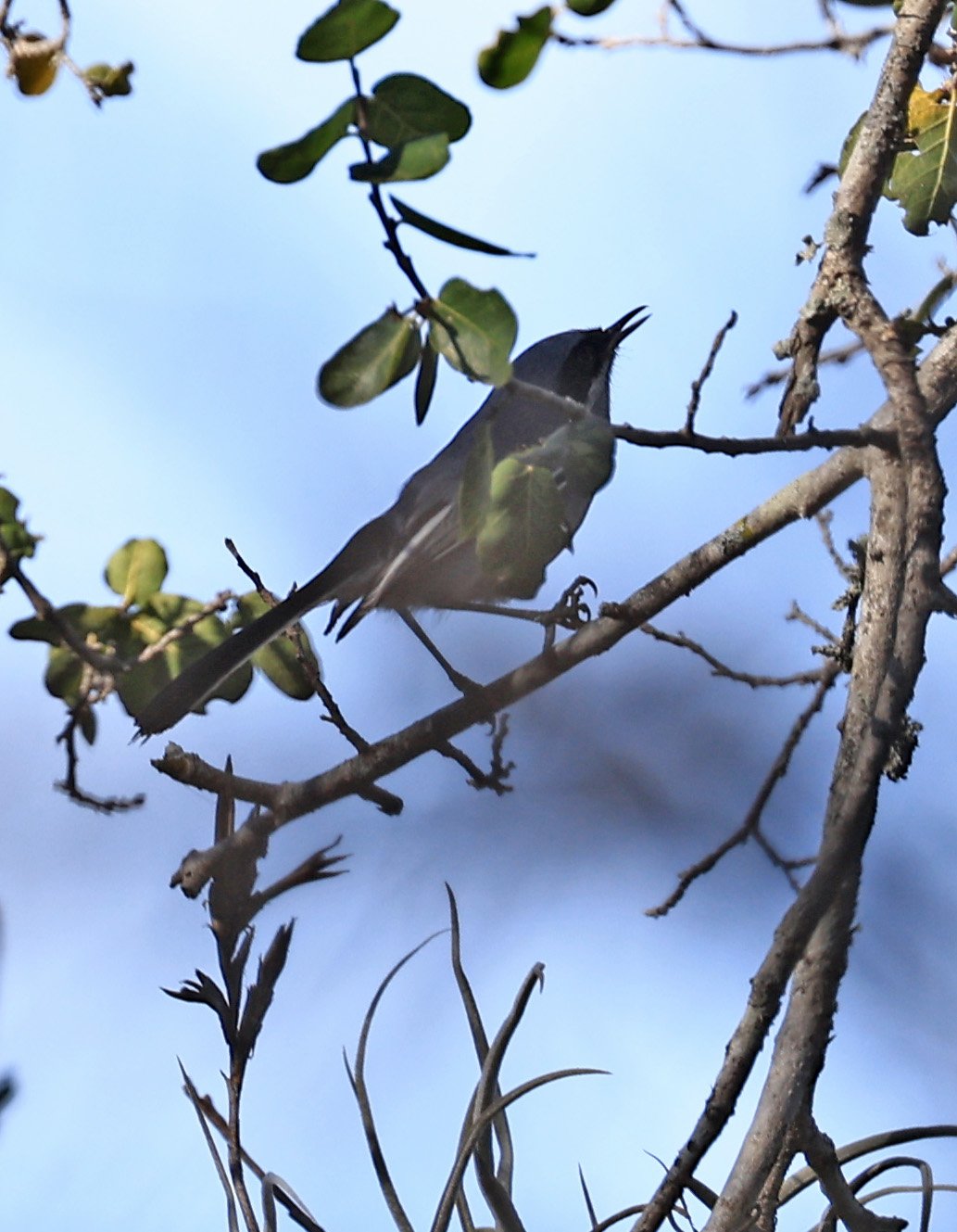 Masked Gnatcatcher (Polioptila dumicola) Reserva Natural Canada el Carmen, Paraguay  (1).jpg