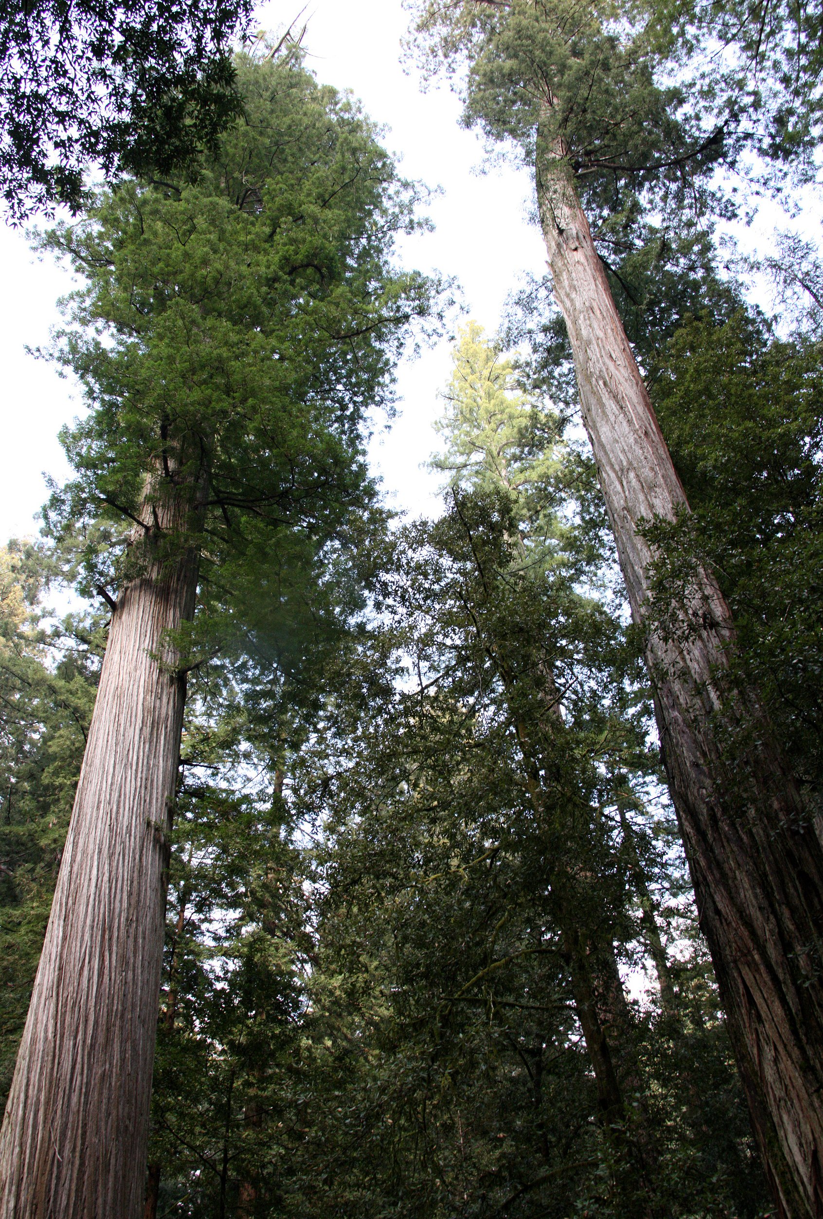 JEDIDIAH SMITH REDWOODS STATE PARK CALIFORNIA (16).JPG