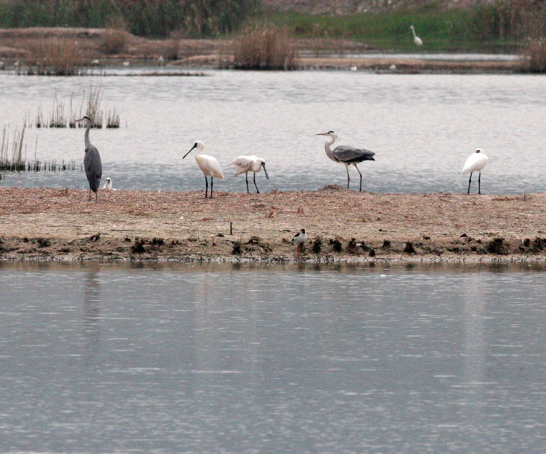 SPOONBILL - BLACK-FACED SPOONBILL - Platalea minor - MAI PO WETLANDS HONG KONG (87).JPG