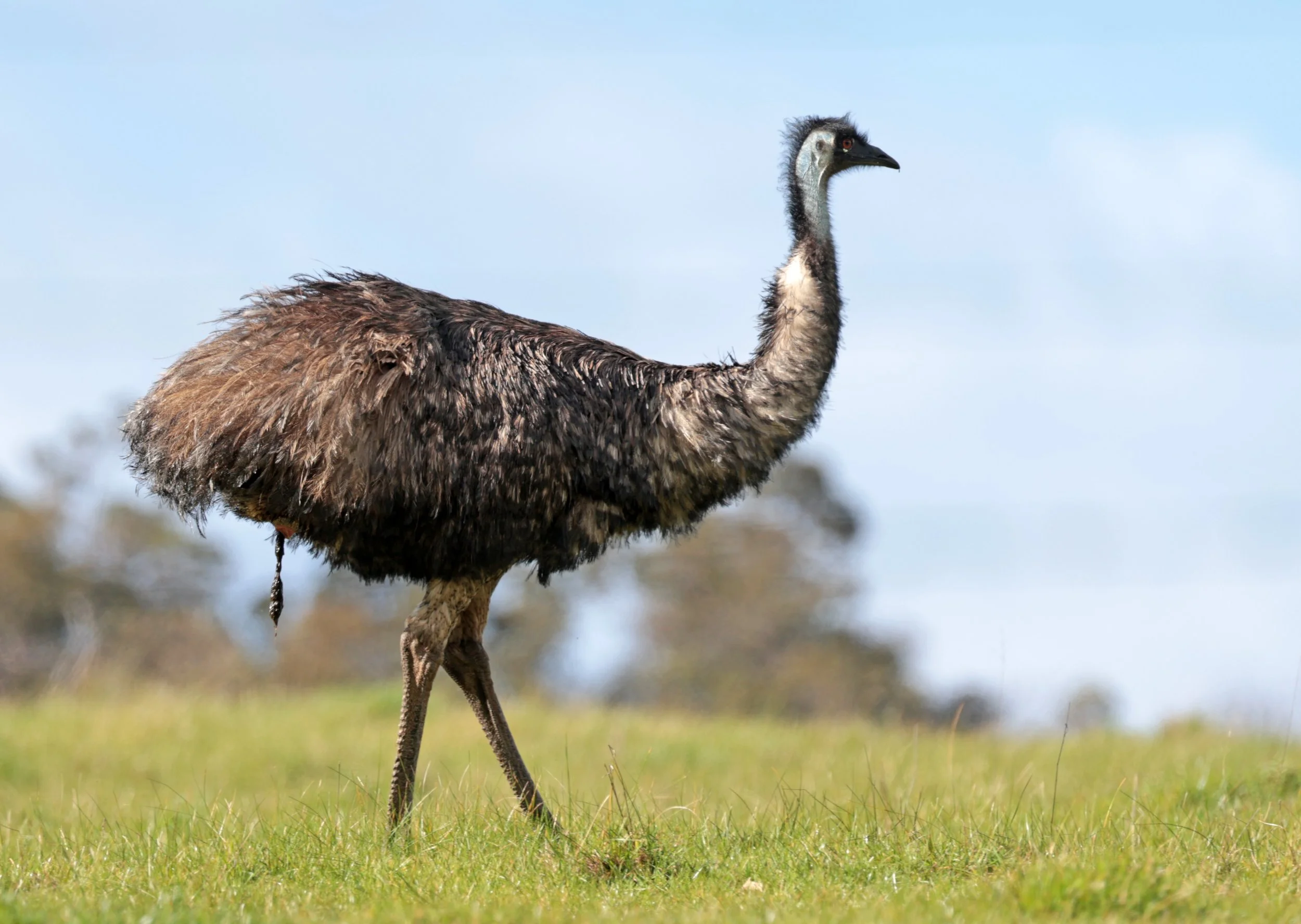 Emu (Dromaius novaehollandiae) Mt Frankland NP - Western Australia (40).jpg