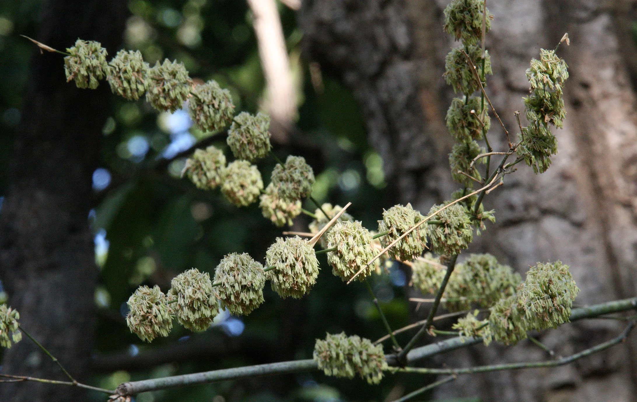 BAMBOO - BLOOMING - BANDHAVGAR NATIONAL PARK MADHYA PRADESH INDIA.JPG