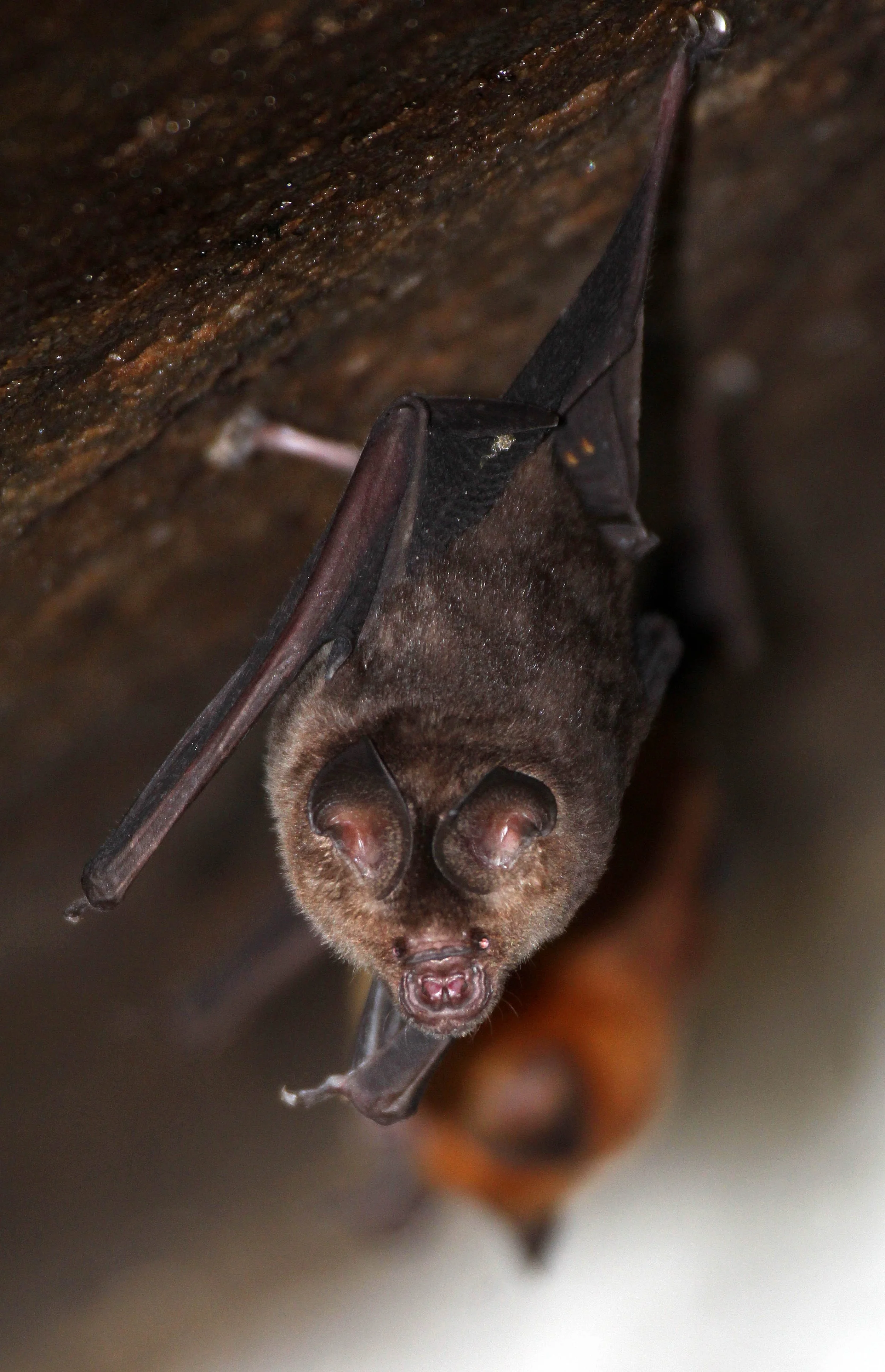 Hipposideros speoris - SCHNEIDER'S ROUNDLEAF BAT - SIGIRIYA FOREST AREA SRI LANKA (15).JPG