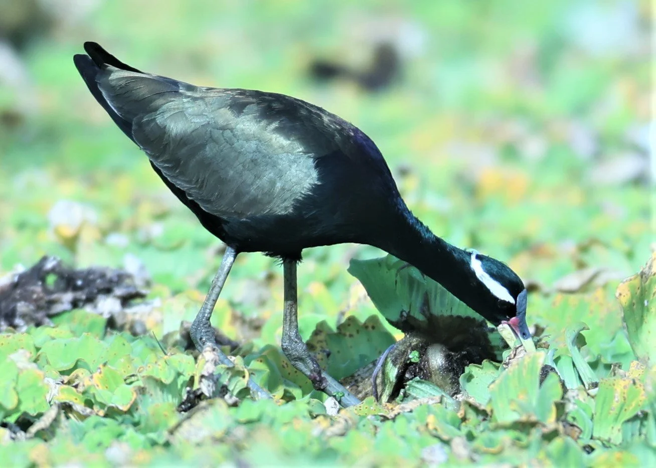 JACANA - BRONZE-WINGED JACANA - Metopidius indicus - THAP YAO RICE FIELDS LAT KRABANG 04 DEC 2021 (5).jpg