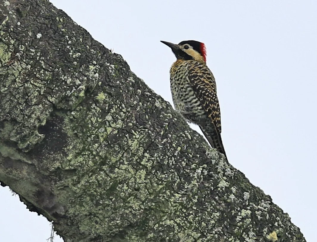 Green-barred Woodpecker (Colaptes melanochloros) El Palmar National Park, Entre Rios, Argentina (5).jpg