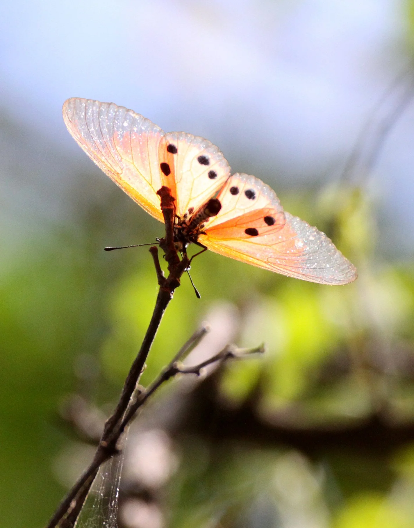 Nymphalidae - Cithaerias merolina - Glasswing Butterfly - Berenty Madagascar (2).JPG
