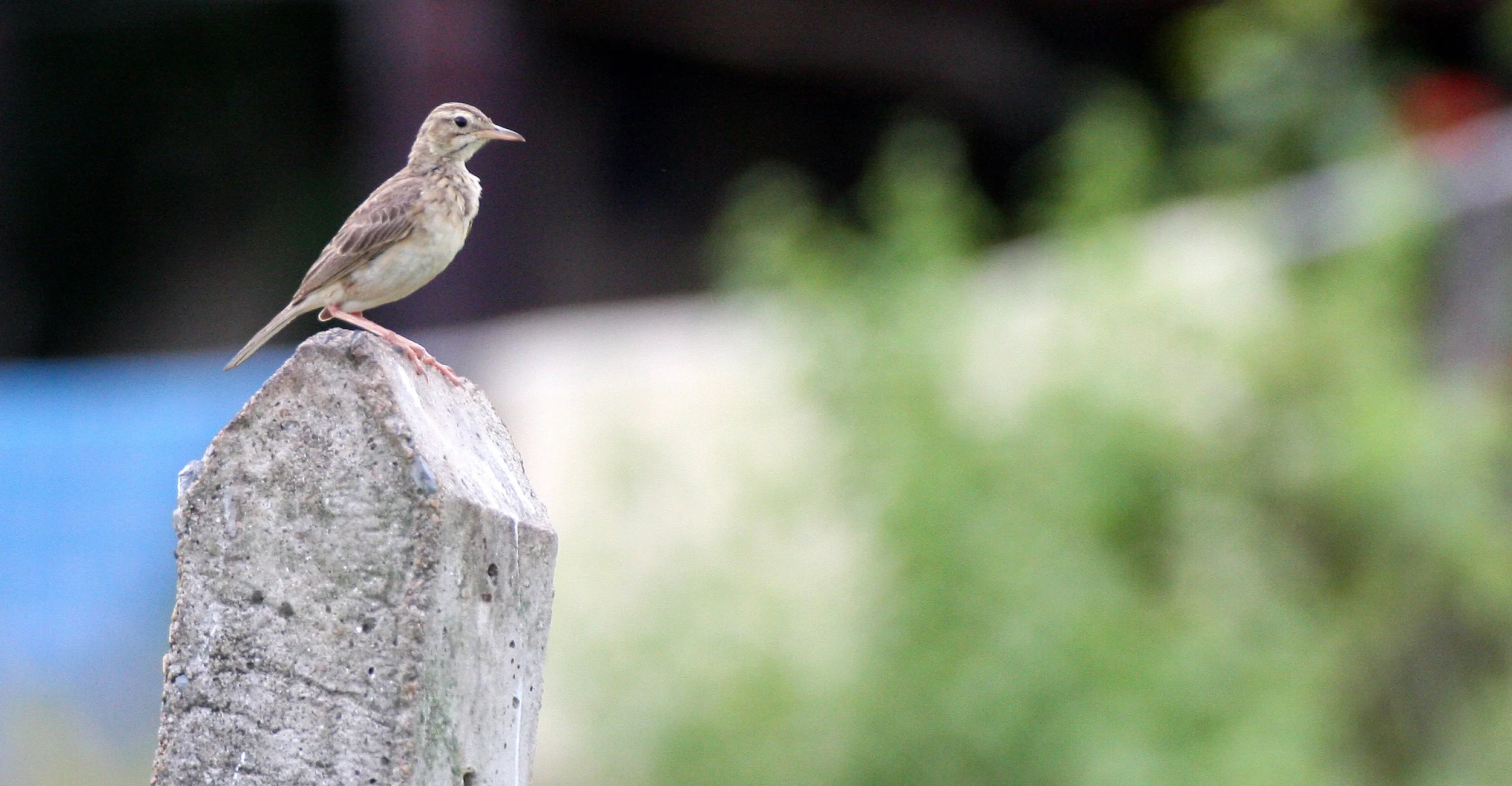 Paddyfield Pipit (Anthus rufulus) NAKHON SI THAMMARAT Thailand (7).JPG