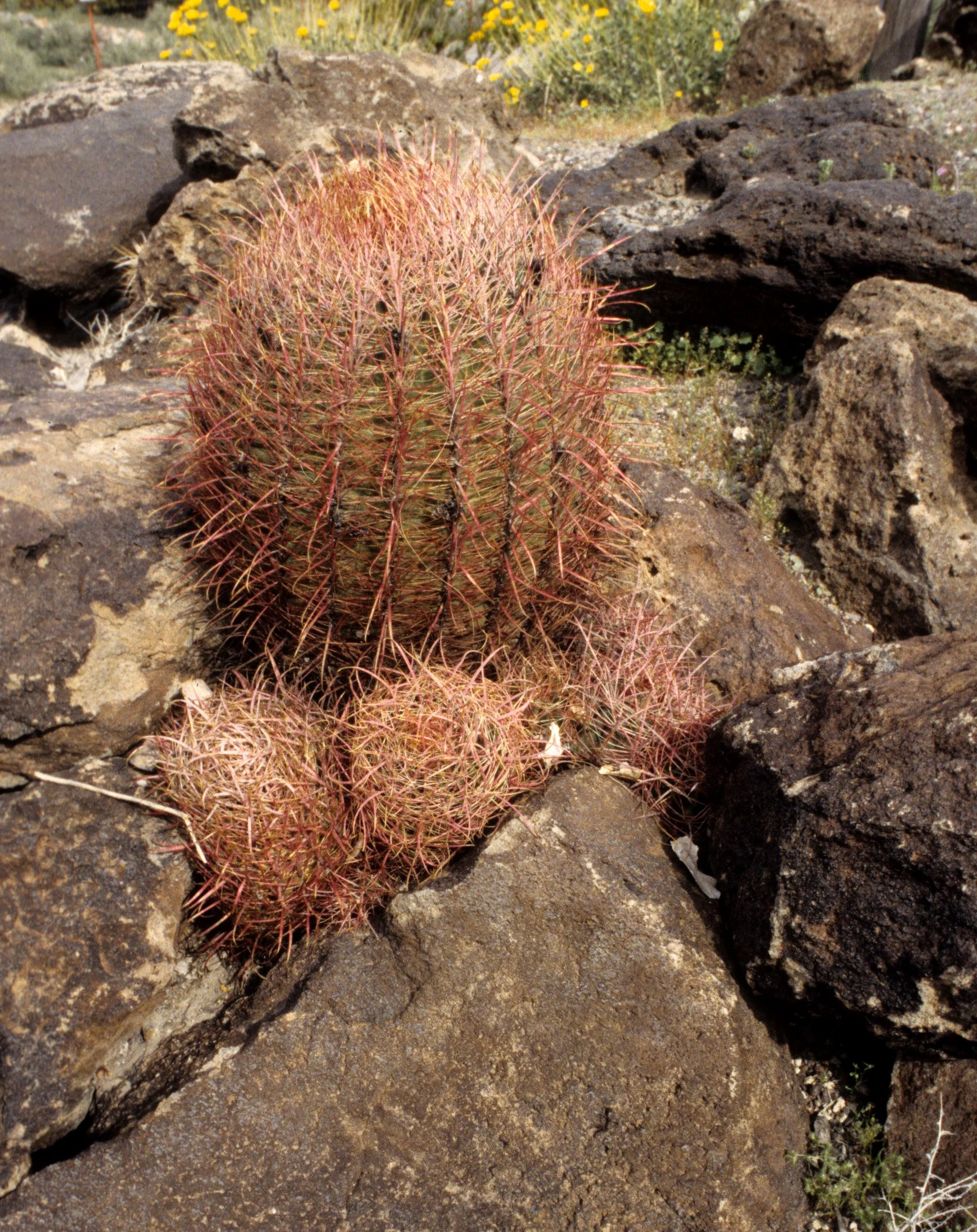 DEATH VALLEY - ECHINOCACTUS POLYCEPHALUS - COTTONTOP CACTUS B.jpg