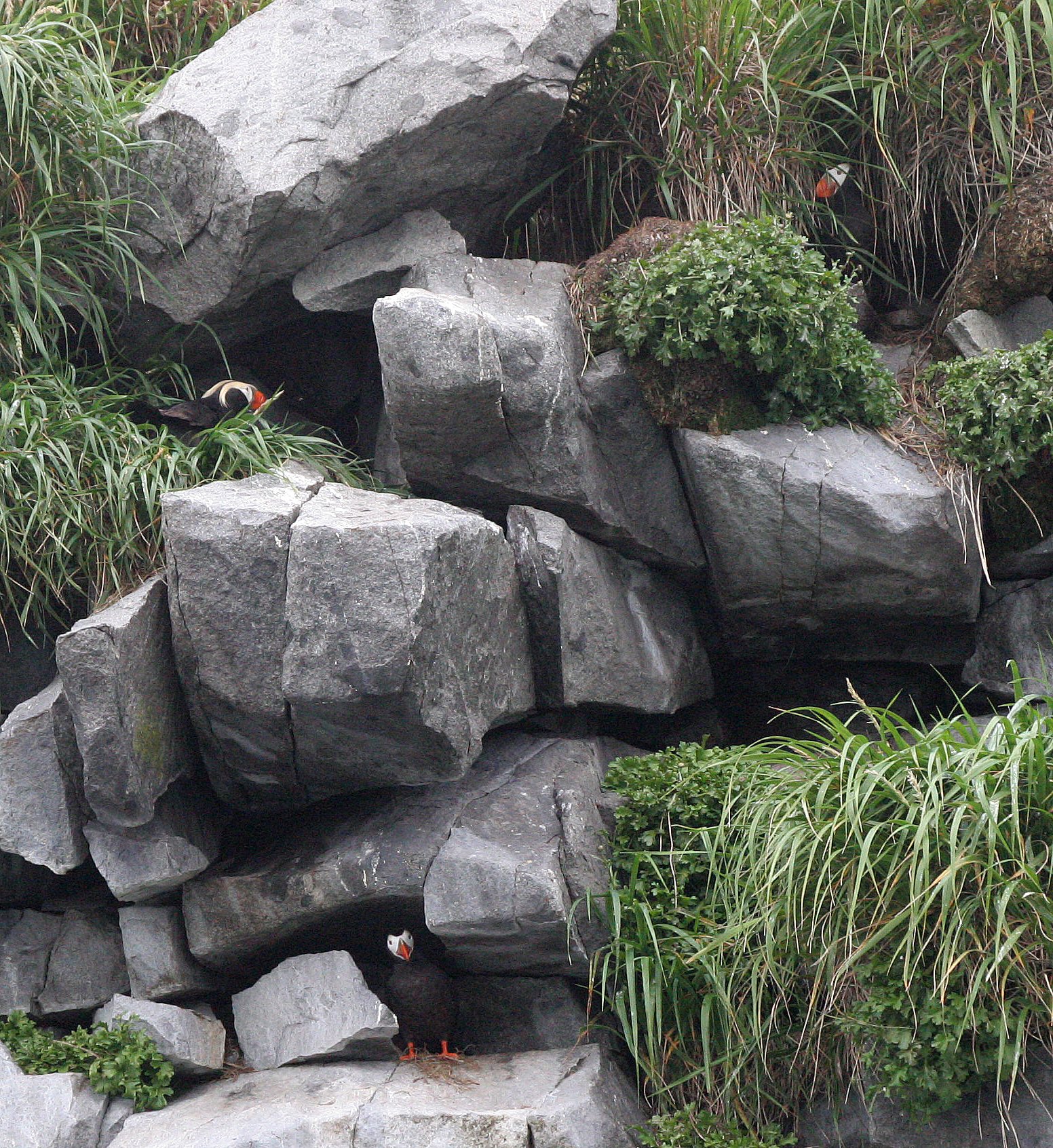Fratercula cirrhata - TUFTED PUFFIN - COAST OF KAMCHATKA (80).jpg