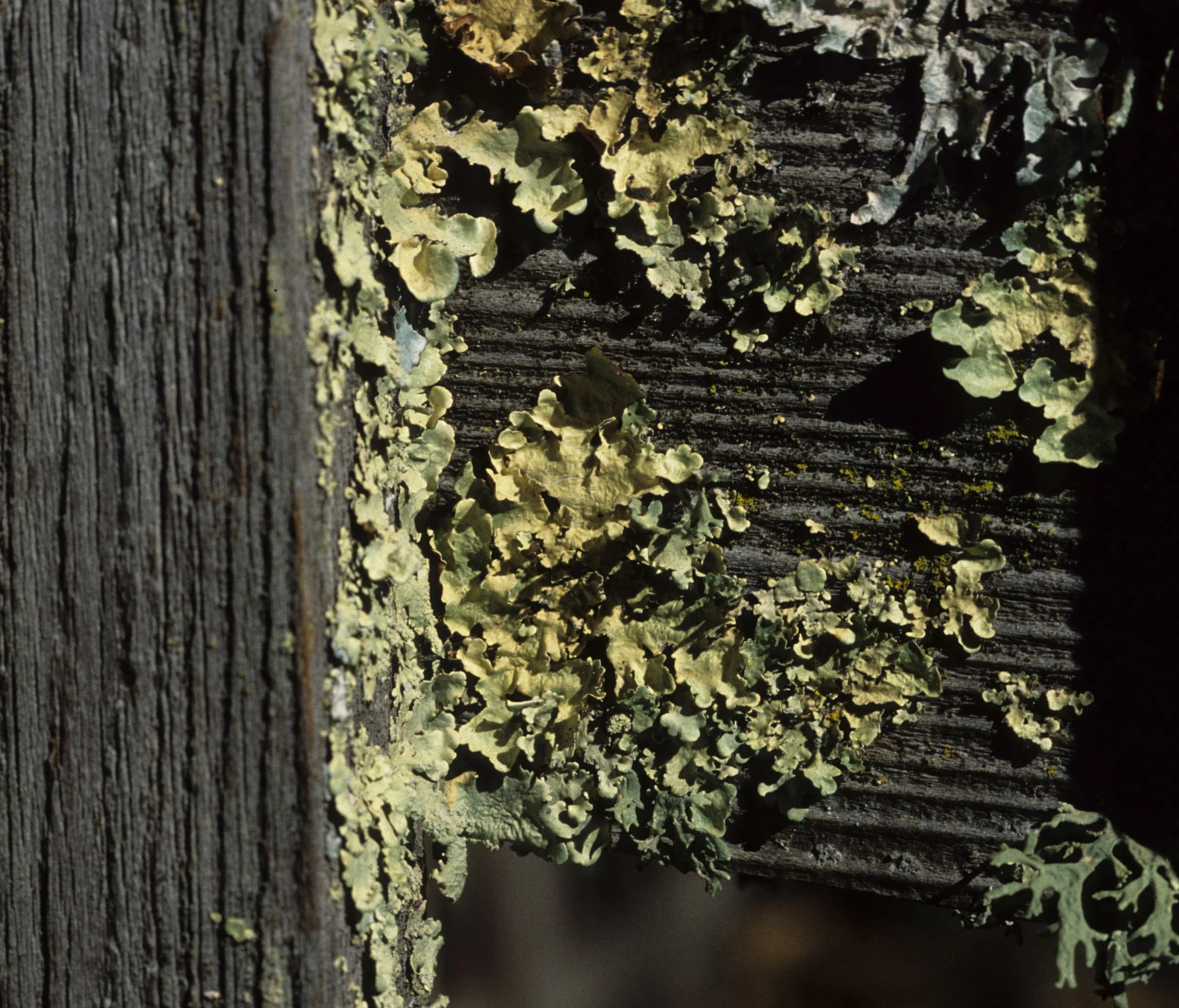 CALIFORNIA - POINT REYES - FOLIOSE LICHEN.jpg