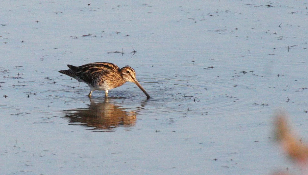 BIRD - SNIPE - COMMON SNIPE - KHAO SAM ROI YOT THAILAND (3).JPG
