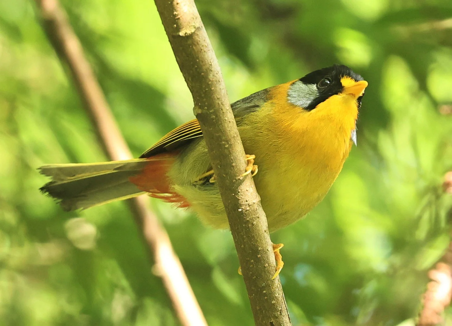 Leiothrix argentauris - SILVER-EARED MESIA - FRASER'S HILL, MALAYSIA JUNE 2022 (48).jpg