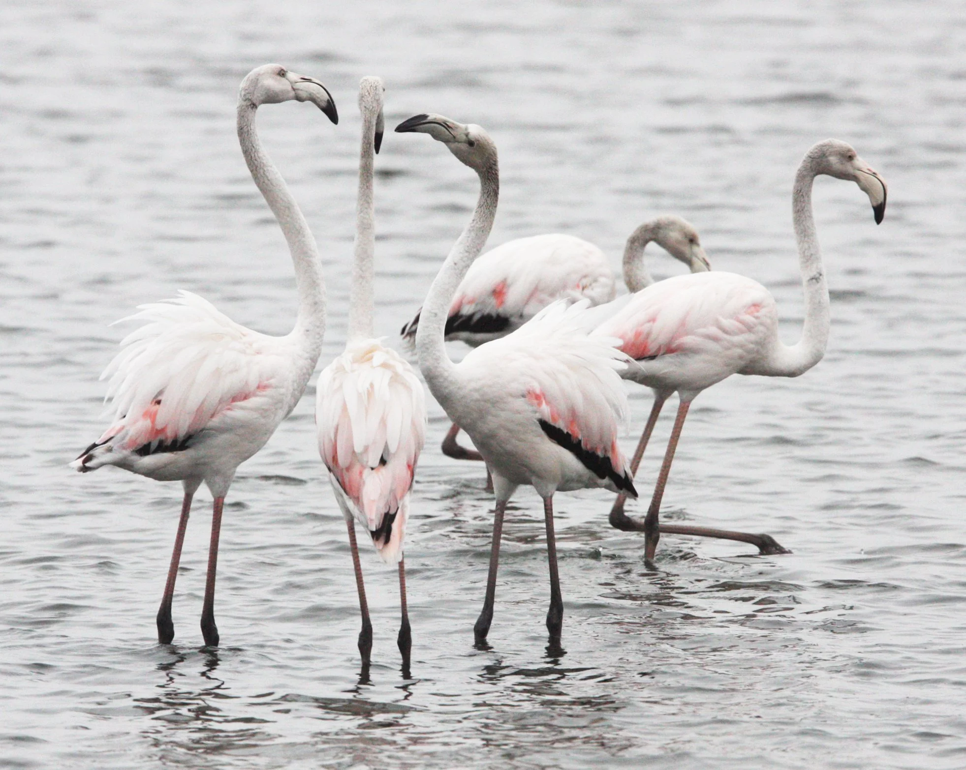 Phoenicopterus roseus - Greater Flamingo - Walvis Bay Namibia (30).JPG