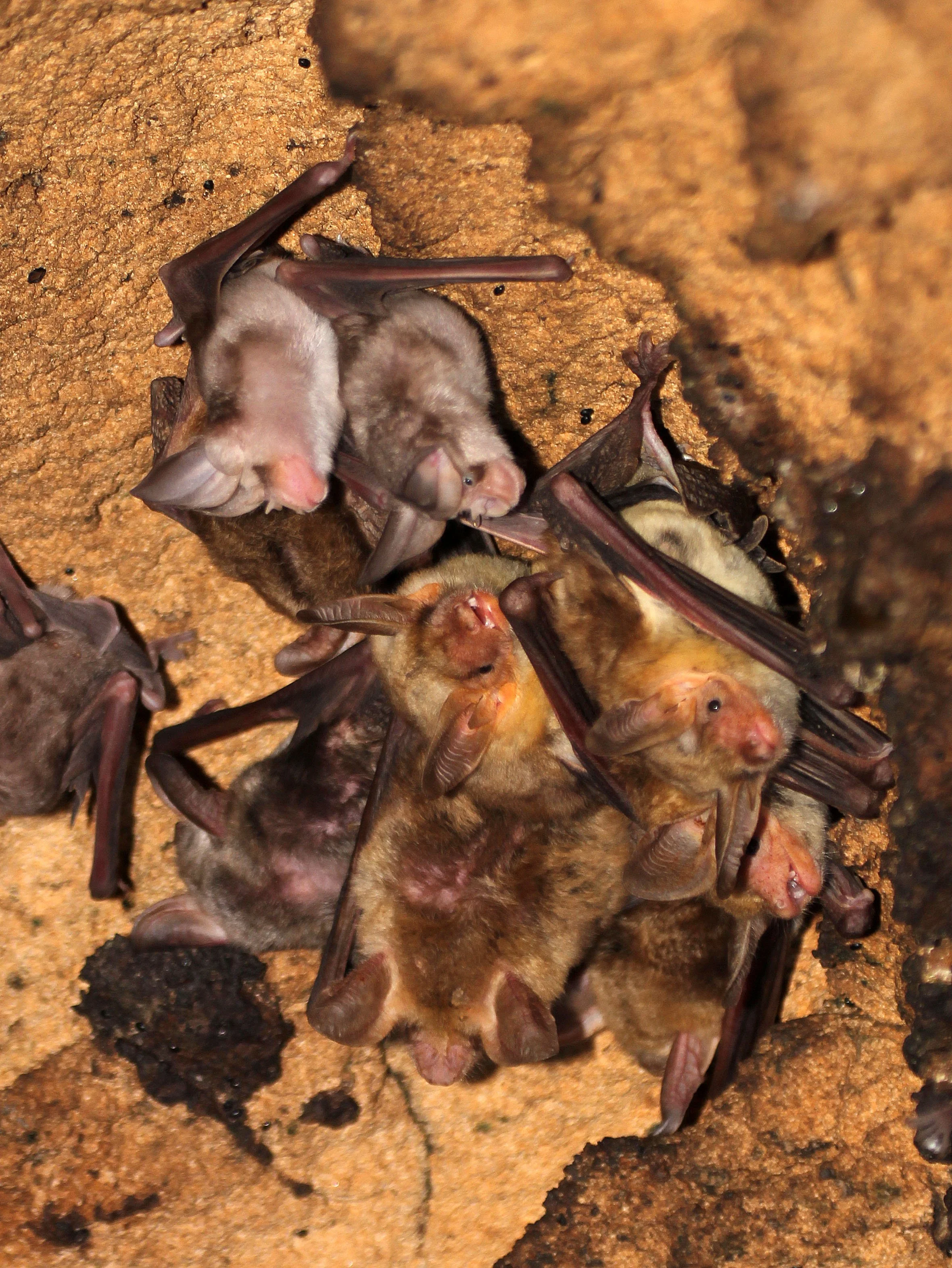 Myotis punicus - MAGHREB'S MOUSE-EARED BAT - EL HAOAURIA BAT CAVES (5).JPG