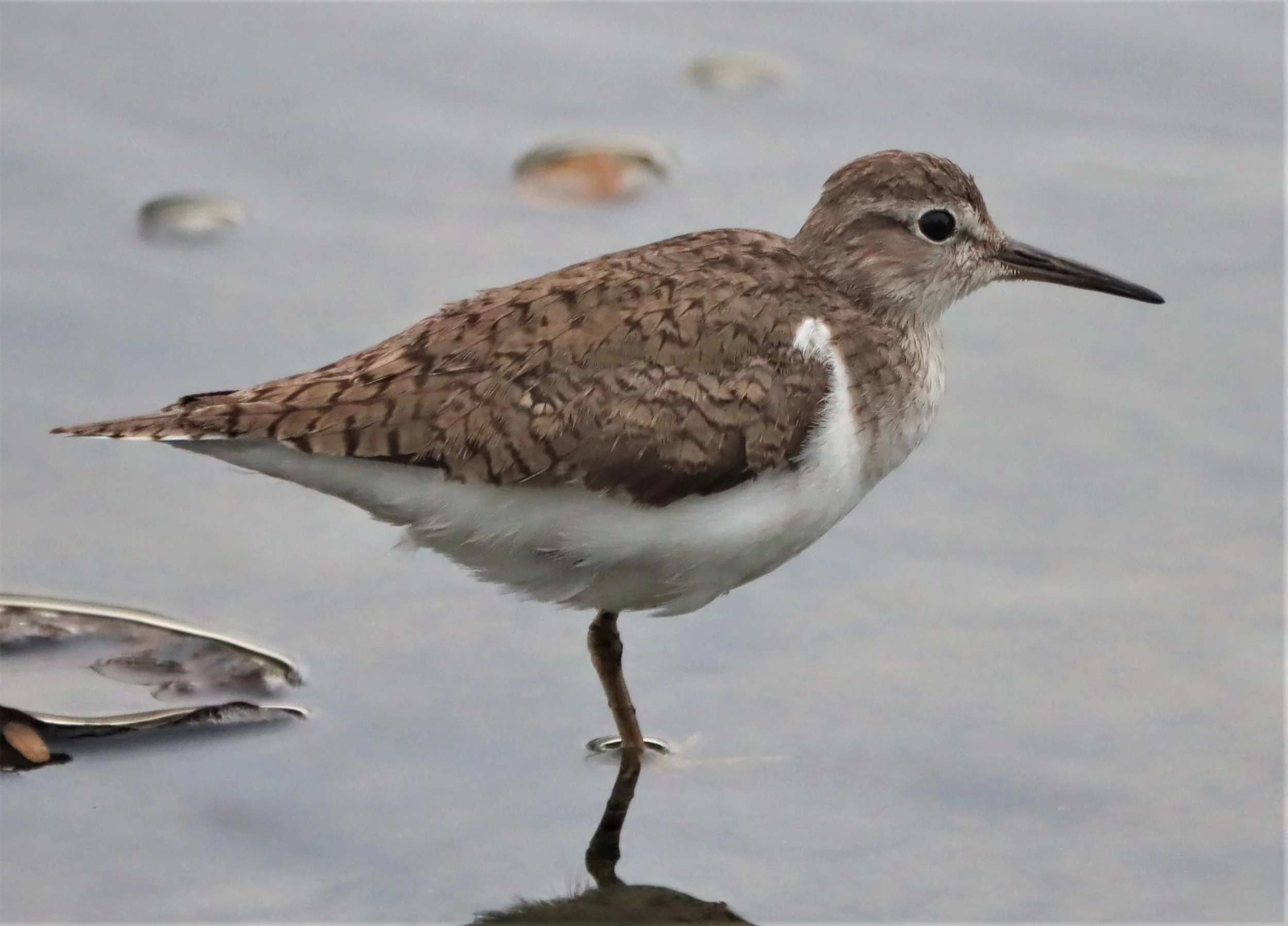 SANDPIPER - COMMON SANDPIPER - Actitus hypoleucos - PRACHUAP KHIRI KHAN AREA (2).jpg