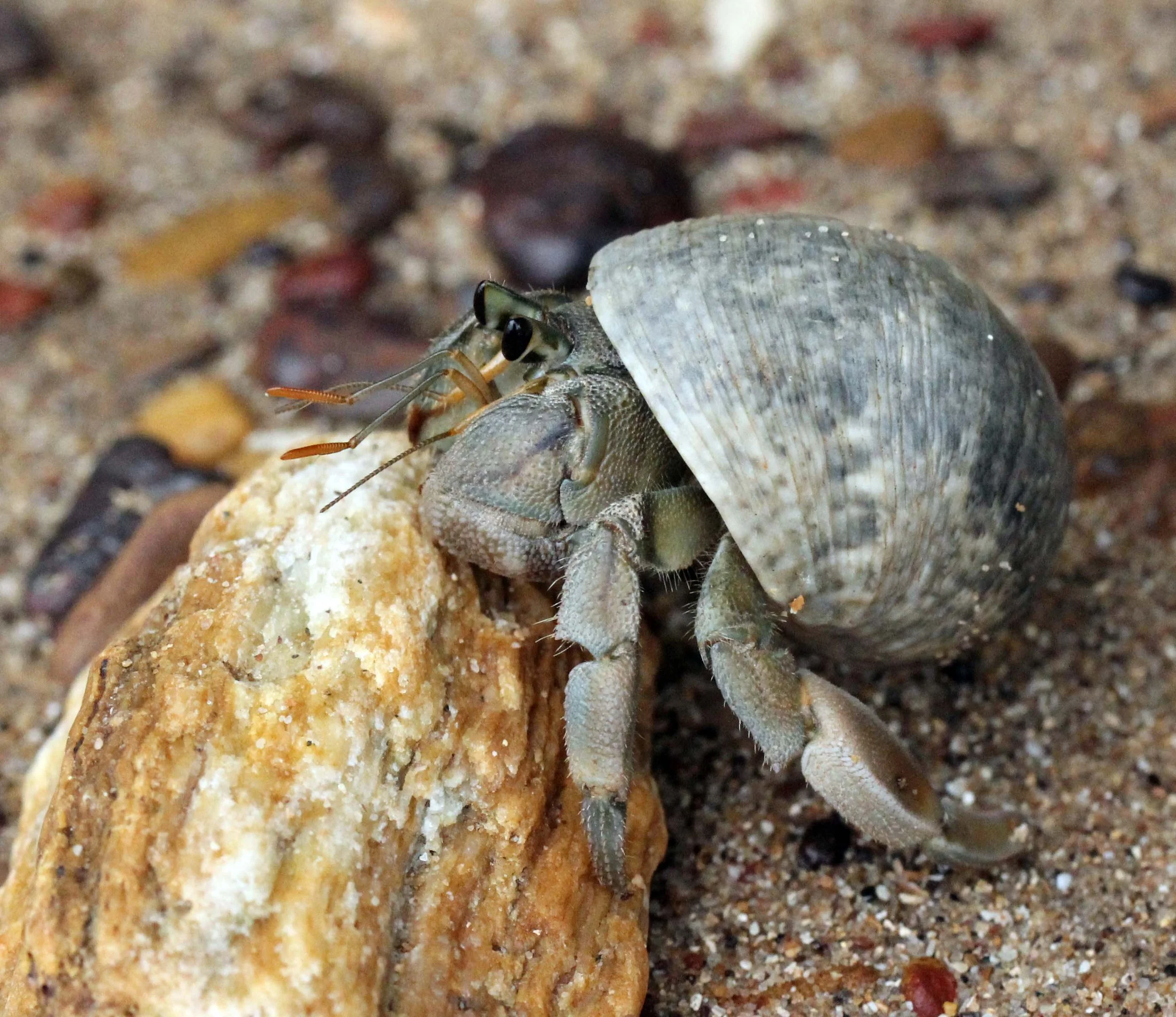 2013 KOH LANTA - OCTOBER BREAK 2013 (265).JPG