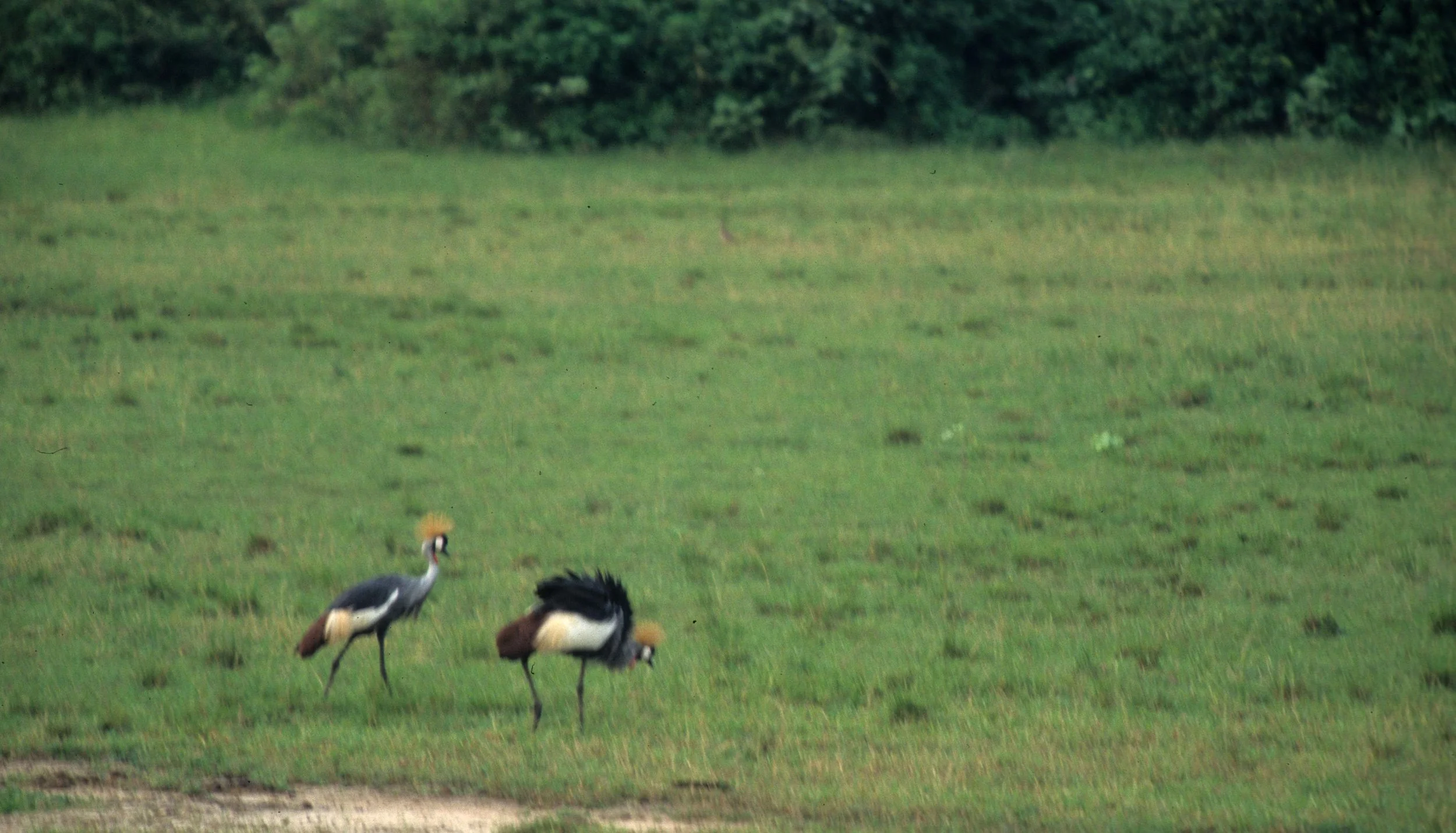 BIRDS - CRANE - CROWNED - EASTERN - UGANDA. A.jpg