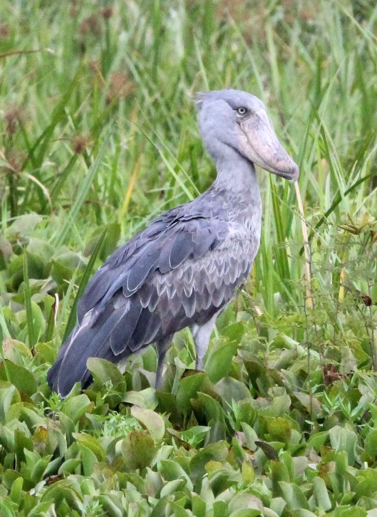 BIRD - STORK - SHOEBILL STORK - MURCHISON FALLS NATIONAL PARK UGANDA (72).JPG