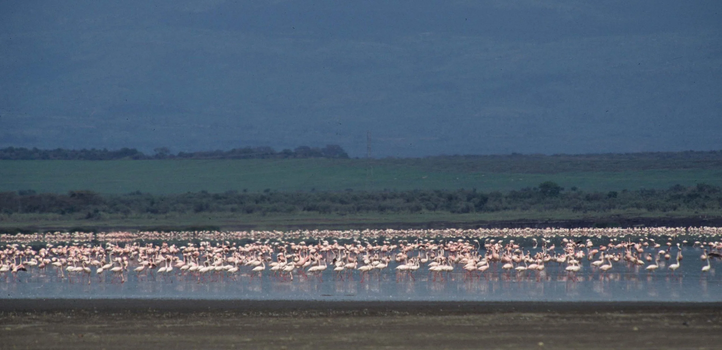 BIRDS - FLAMINGOS - ELEMENTAITA D.jpg