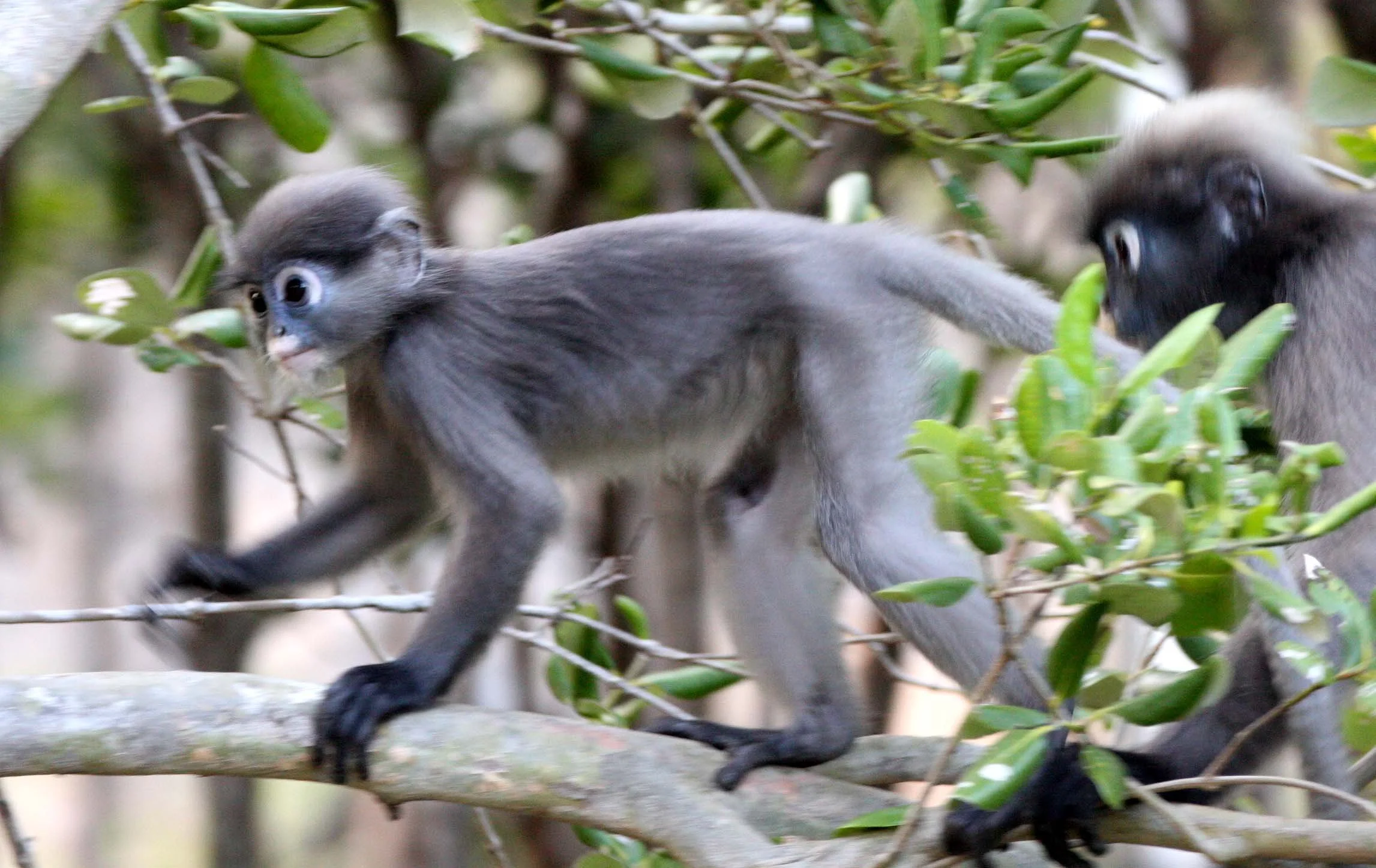 CERCOPITHECIDAE - Trachypithecus obscurus flavicauda - BLOND-TAILED (DUSKY) LANGUR - KHAO SAM ROI YOT THAILAND (6).JPG