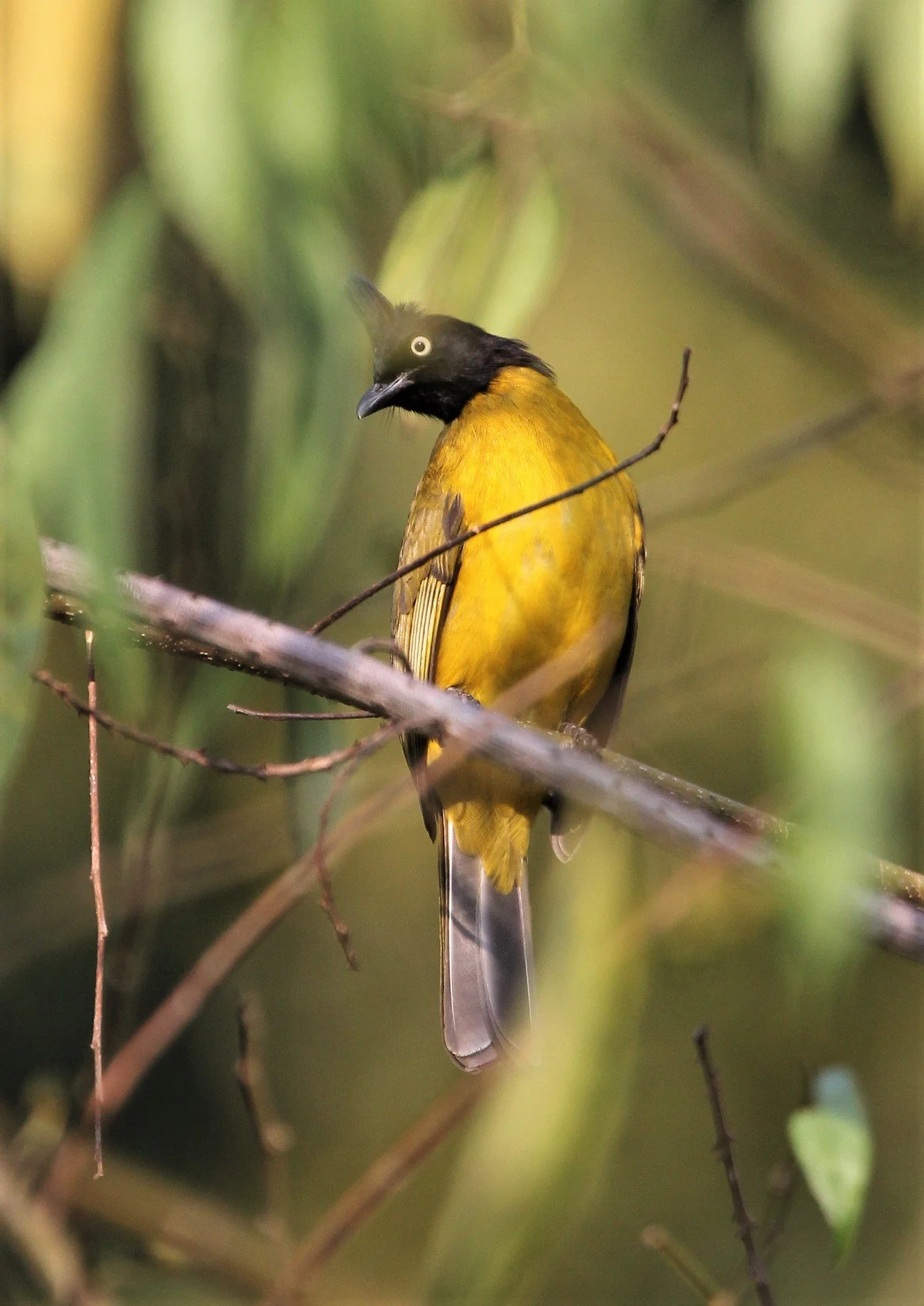 BULBUL - BLACK-CRESTED BULBUL - Pycnonotus melanicterus - KAENG KRACHAN NP THAILAND (55).jpg