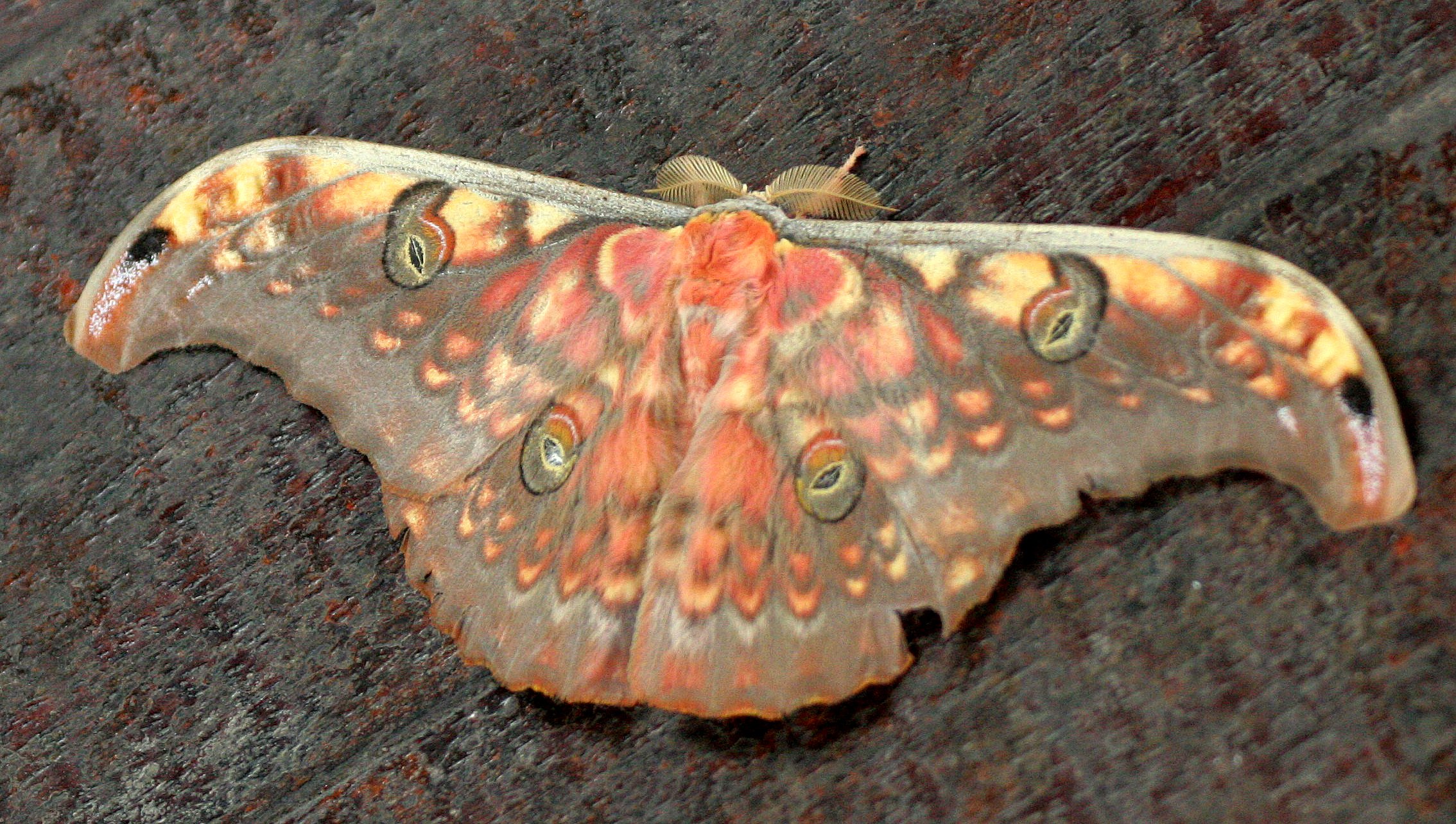 Saturniidae - Attacus species - Kinabatangan River,Borneo