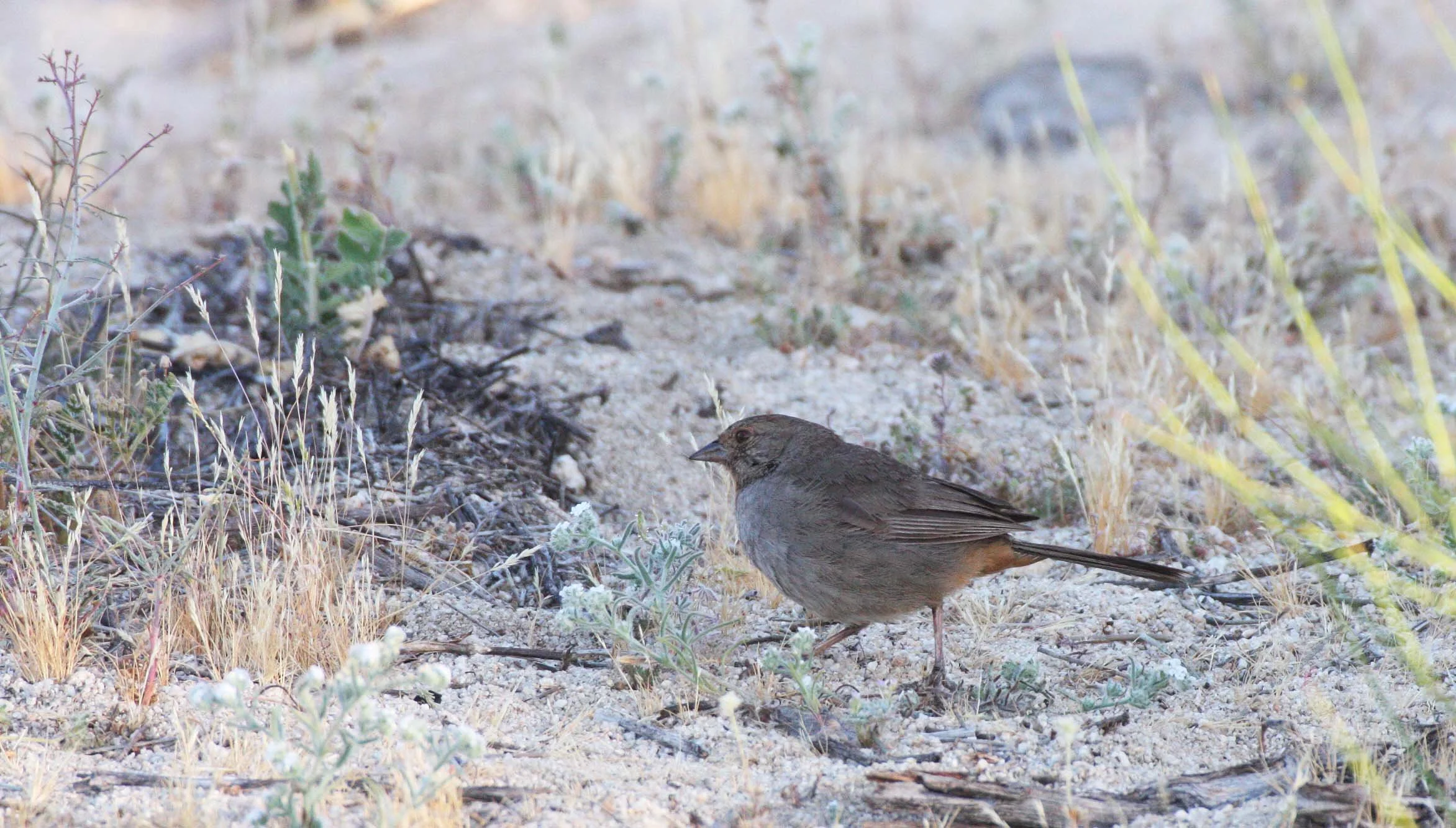 California Towhee (Pipilo crissalis) Catavina Desert Baja Mexico (7).JPG