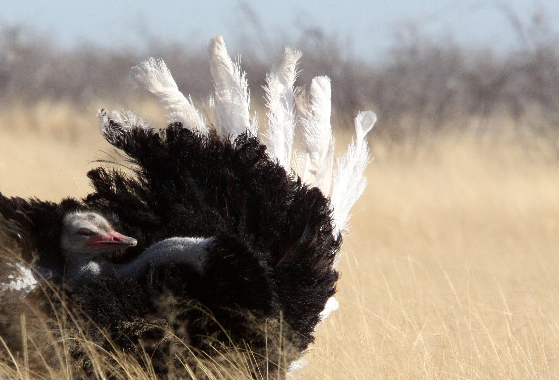 Struthio camelus australis - SOUTH AFRICAN OSTRICH - ETOSHA NATIONAL PARK NAMIBIA (15).JPG