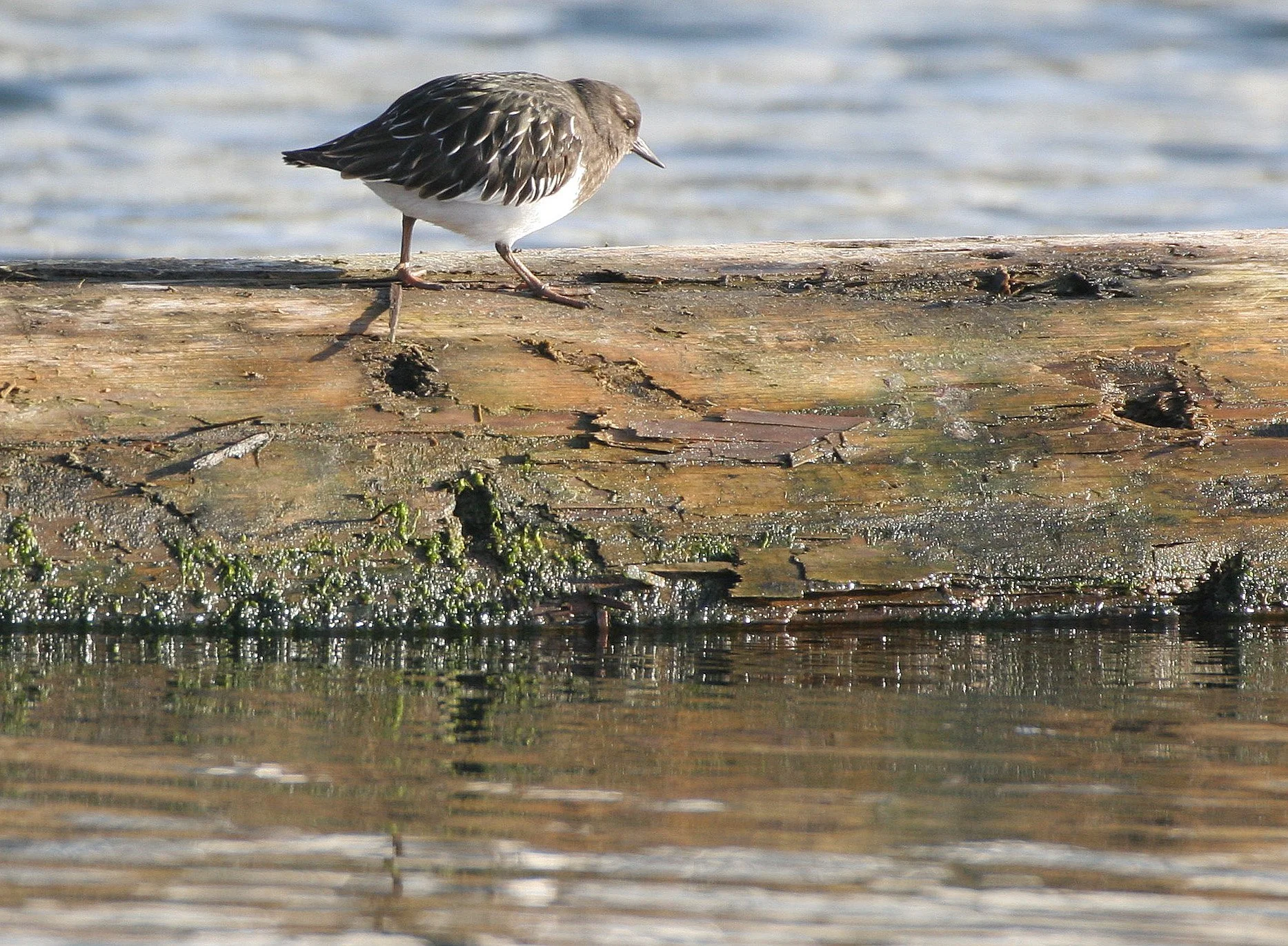 BIRD - TURNSTONE - BLACK TURNSTONE - PA HARBOR (19).jpg
