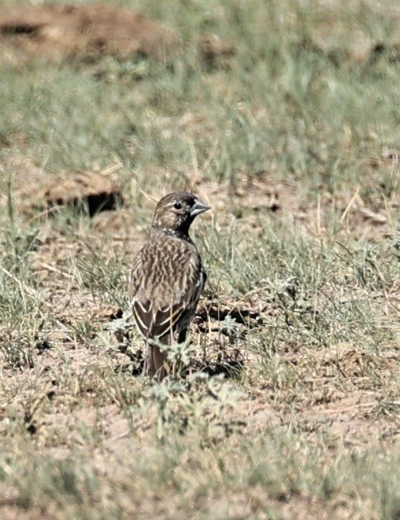 Lark Bunting (Calamospiza melanocorys) Pawnee National Grassland Colorado (3).jpg