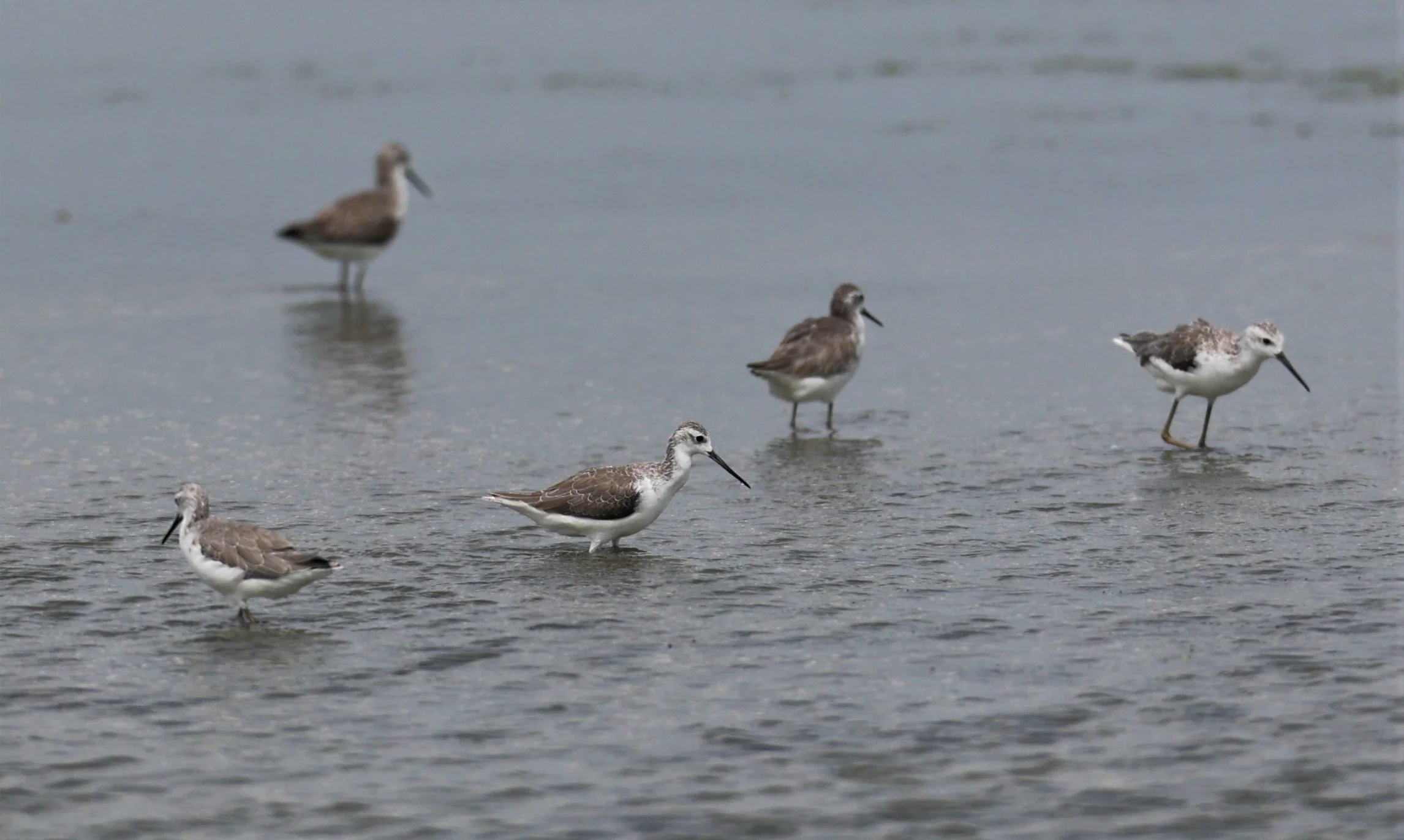 SANDPIPER - MARSH SANDPIPER - Tringa stagnalis - BANG KHAEM NAKHON PATHOM PROVINCE 22 OCT 2021 (3).jpg