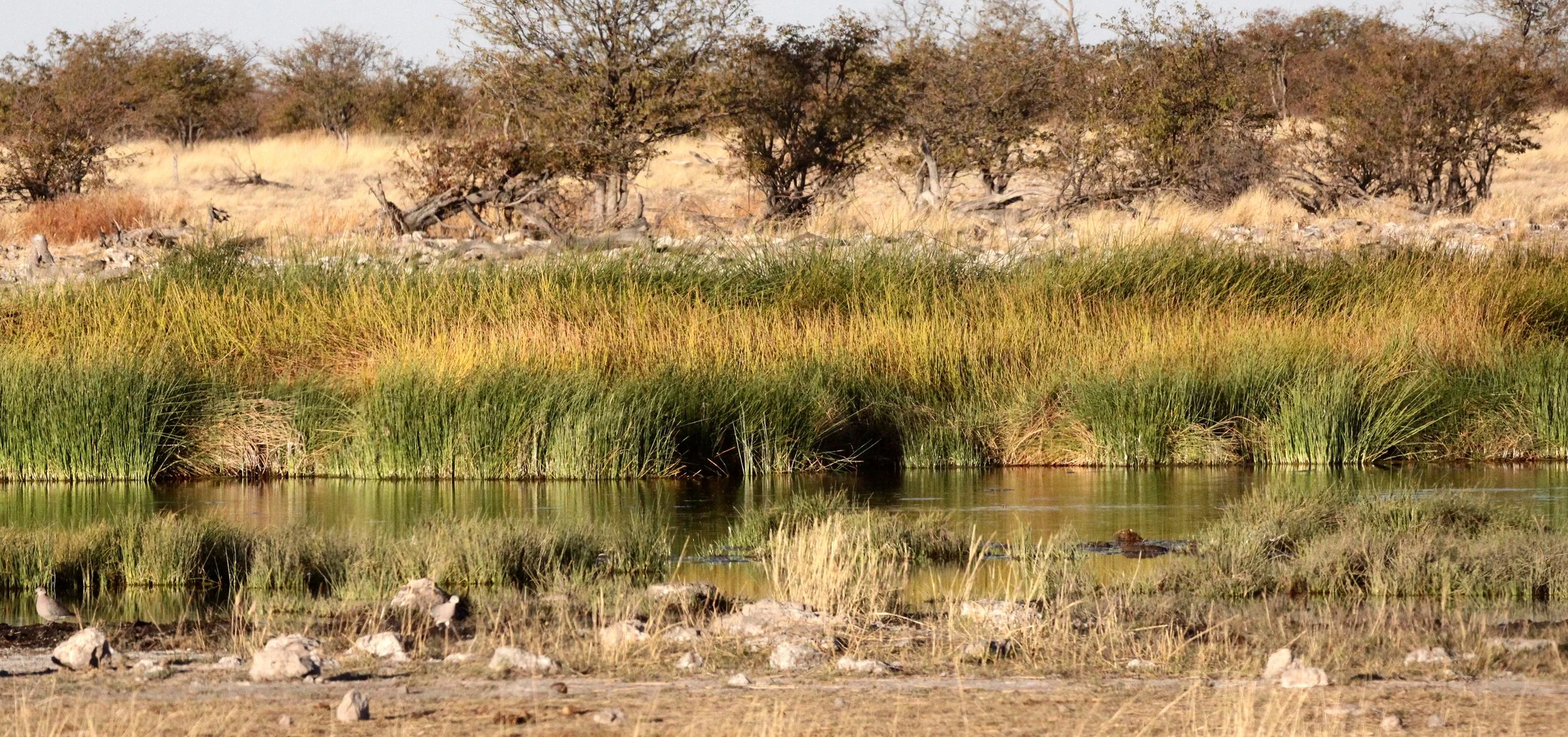 ETOSHA NATIONAL PARK NAMIBIA - WATERHOLE COMMUNITY (2).JPG