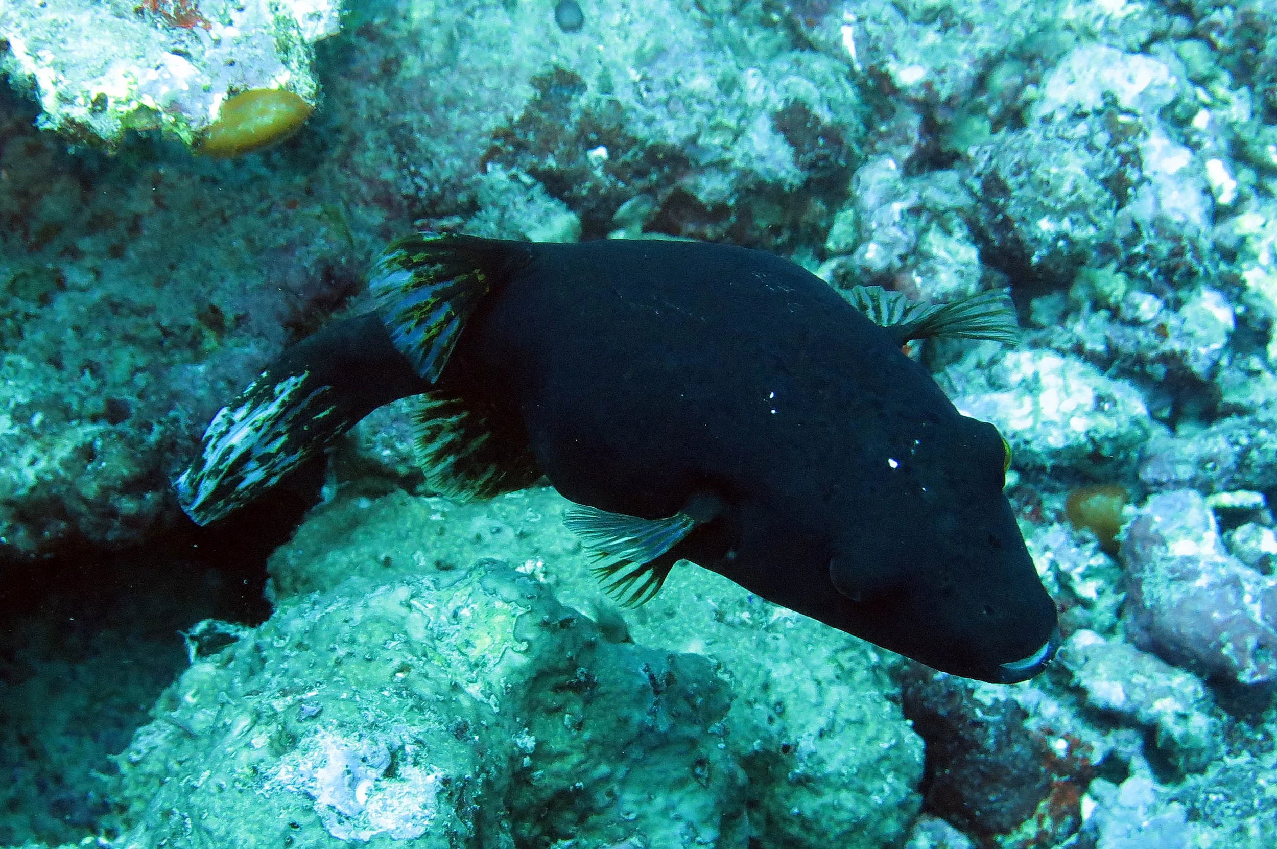 Tetraodontidae - Blackspotted puffer (Arothron nigropunctatus) - Similans Thailand (4).JPG